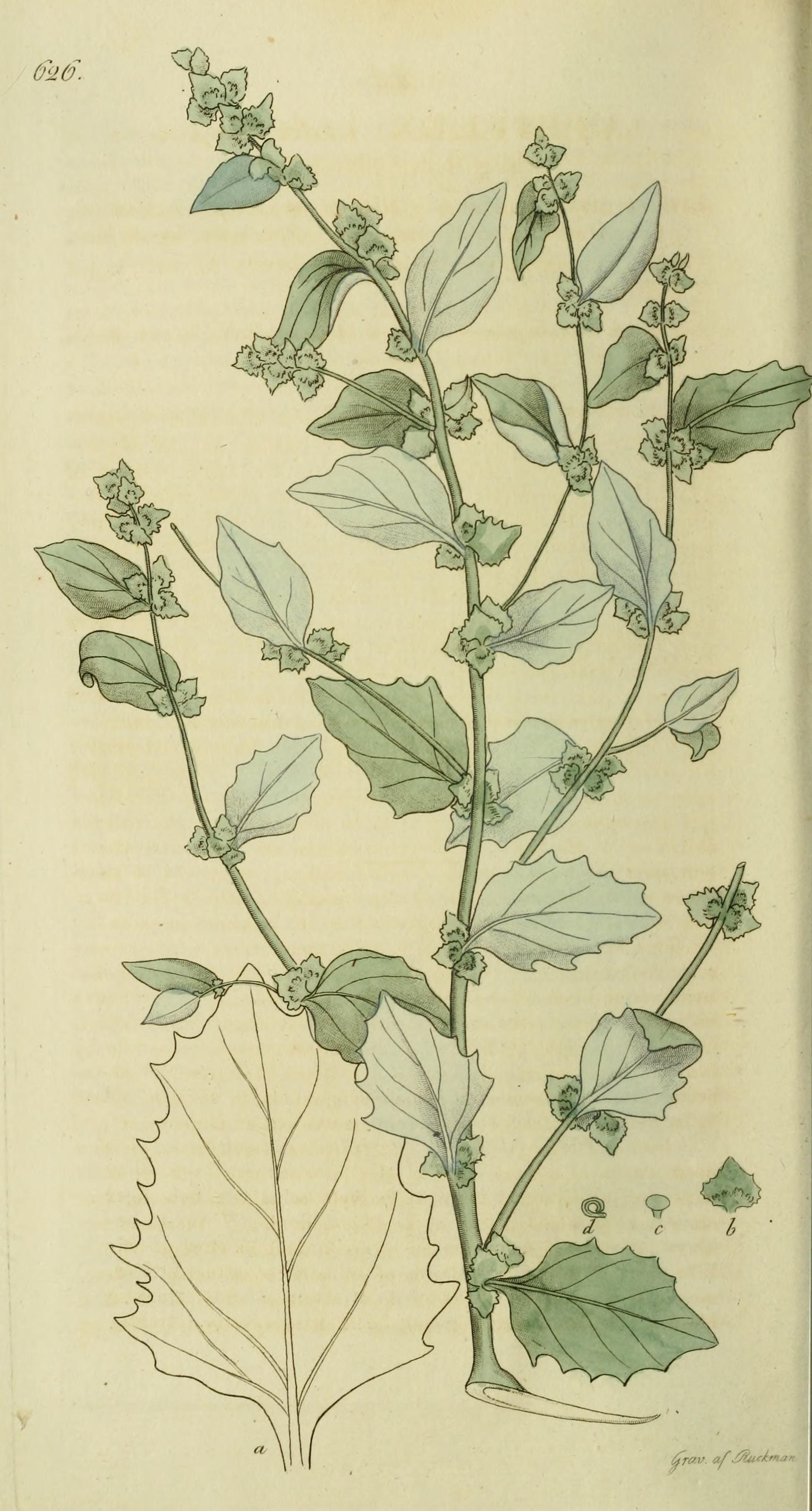 no full size  illustration available (3a)