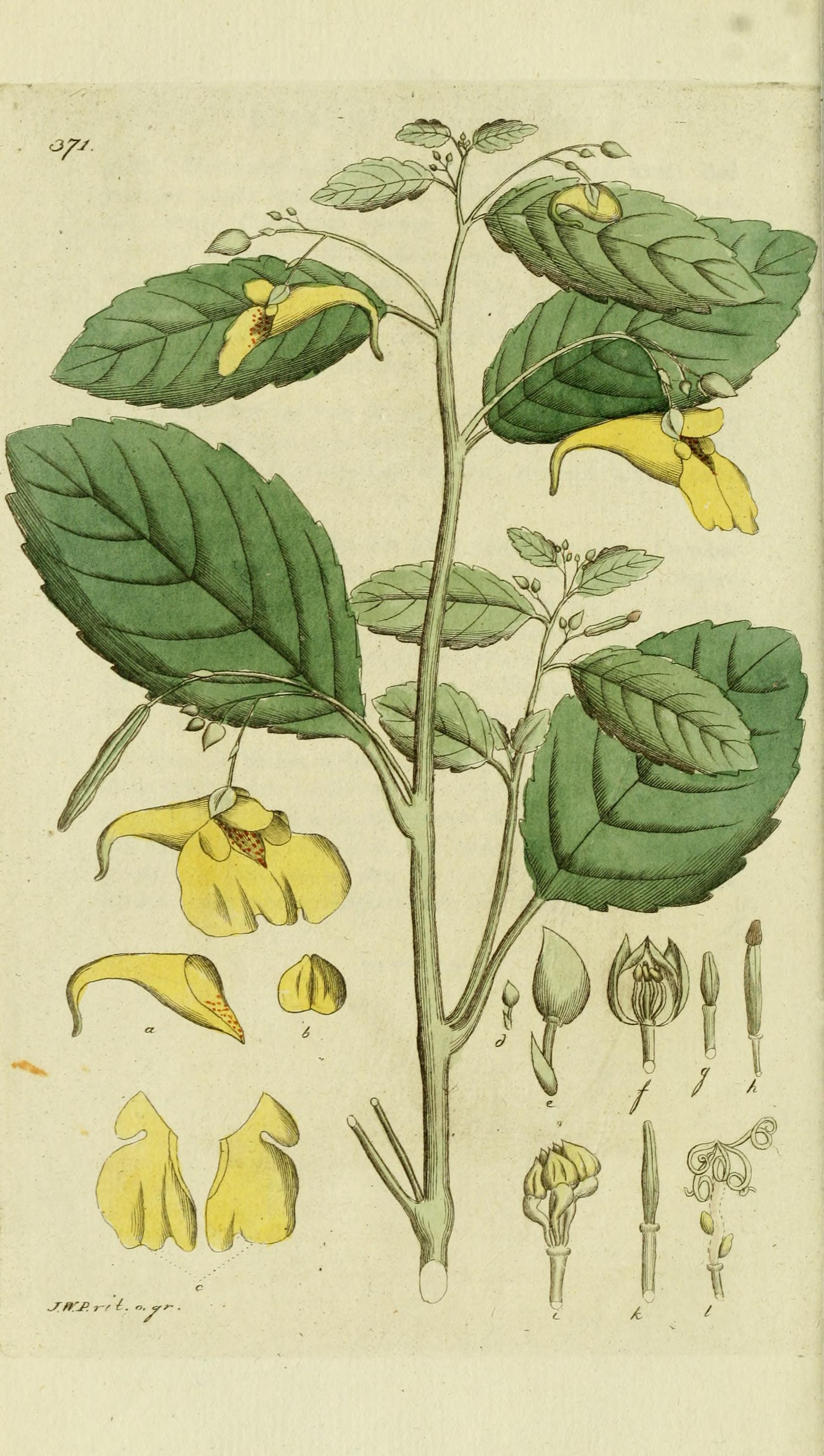 no full size  illustration available (3a)