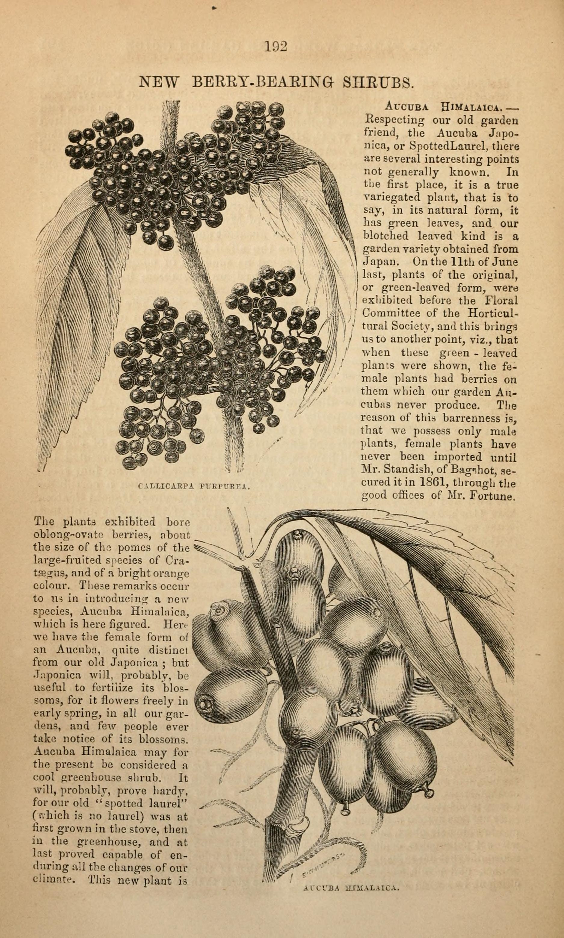 no full size  illustration available (3a)