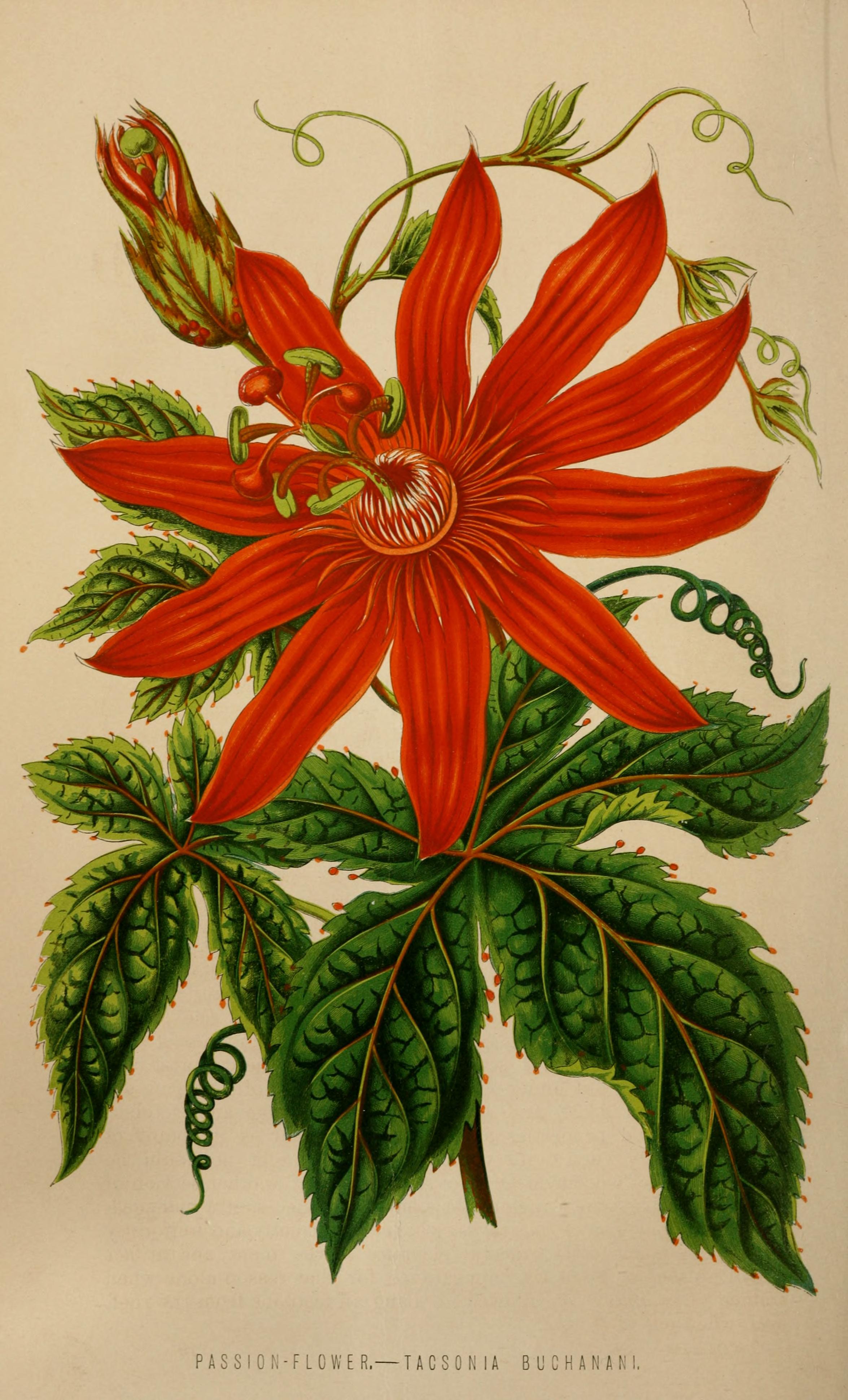 no full size  illustration available (3a)