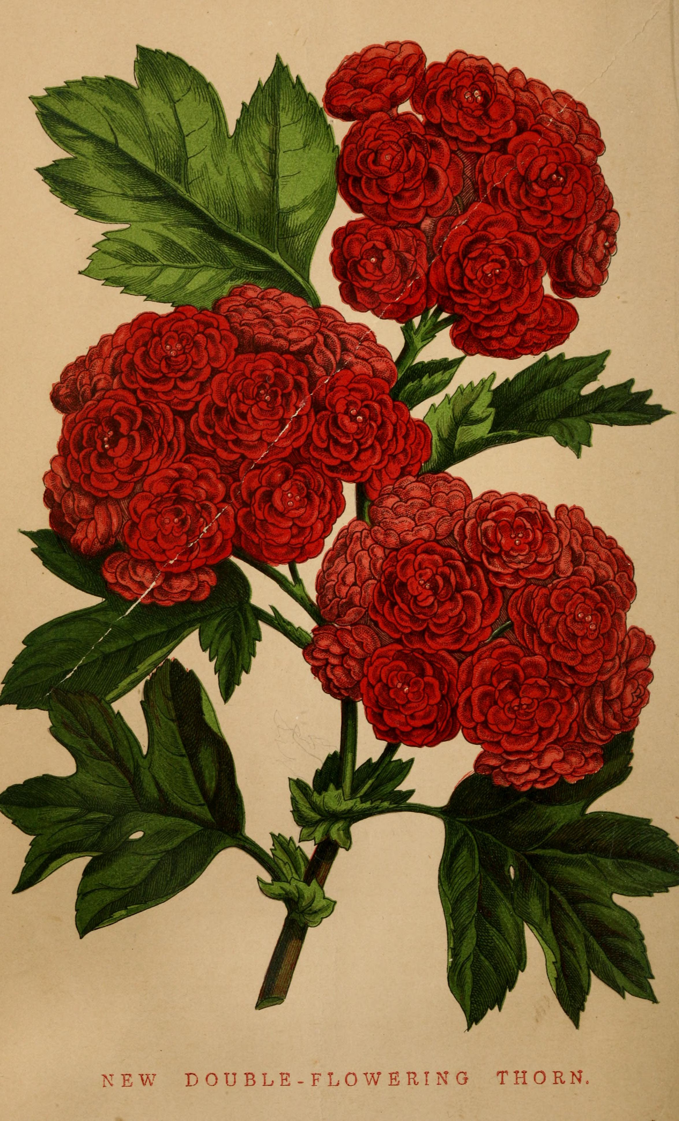 no full size  illustration available (3a)