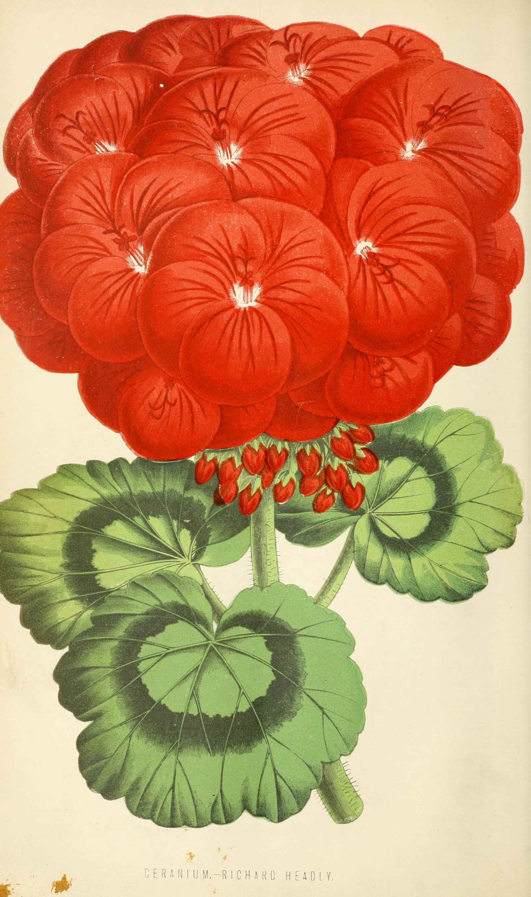 no full size  illustration available (3a)