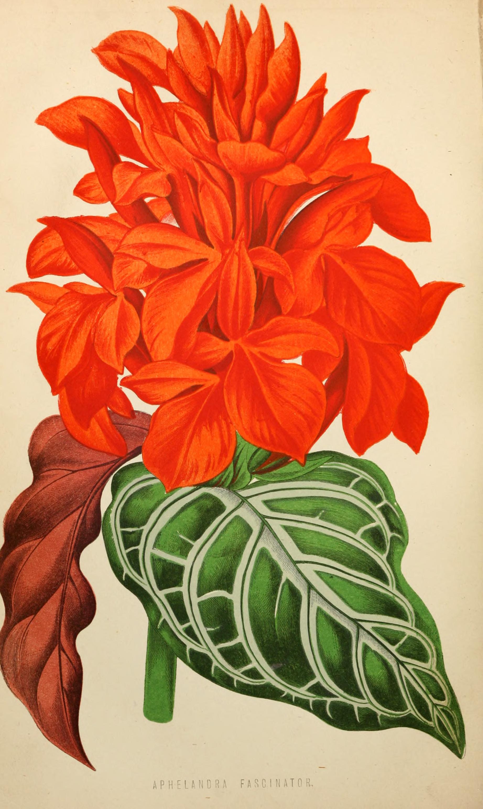 no full size  illustration available (3a)