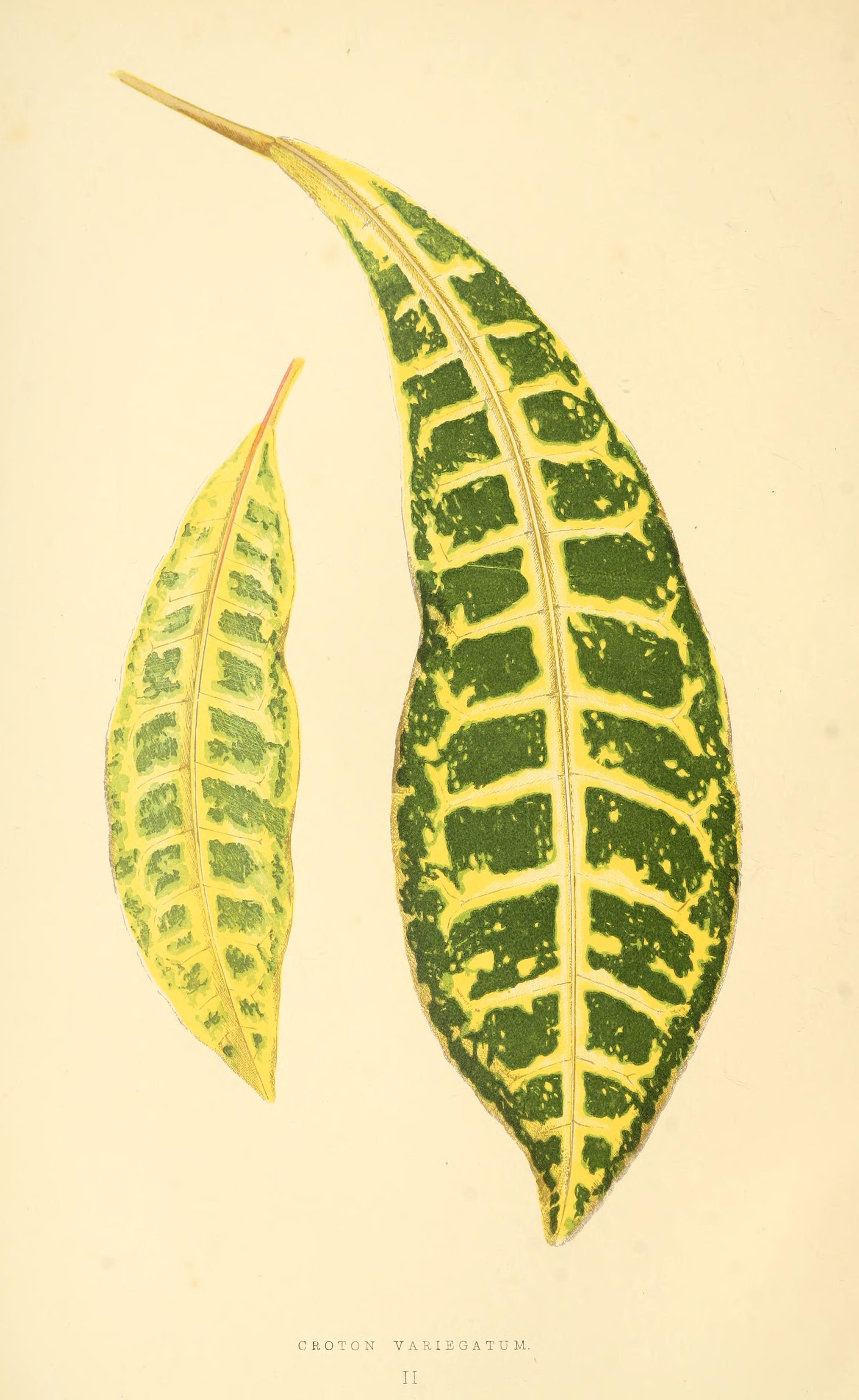 no full size  illustration available (3a)