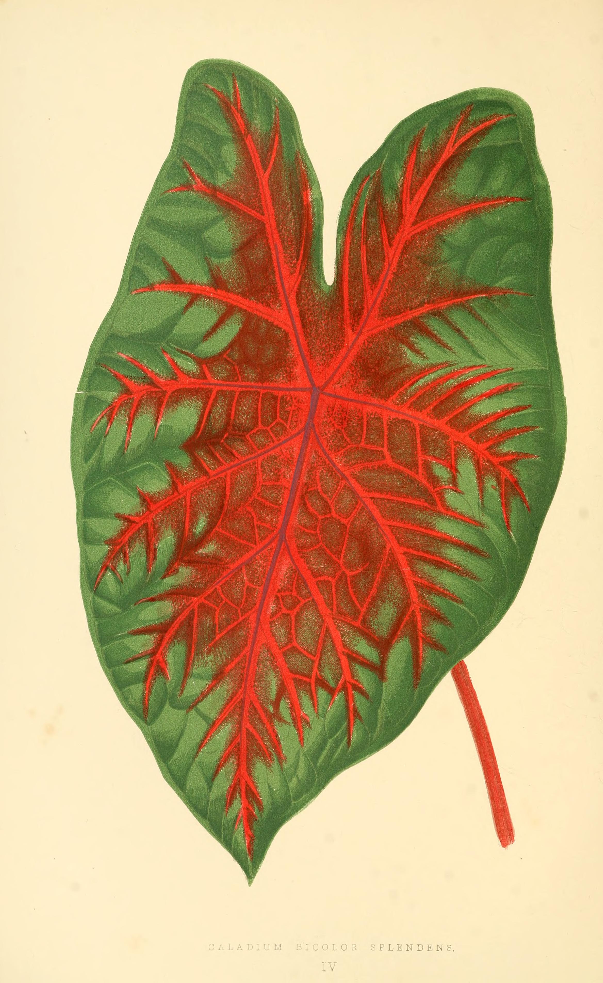 no full size  illustration available (3a)