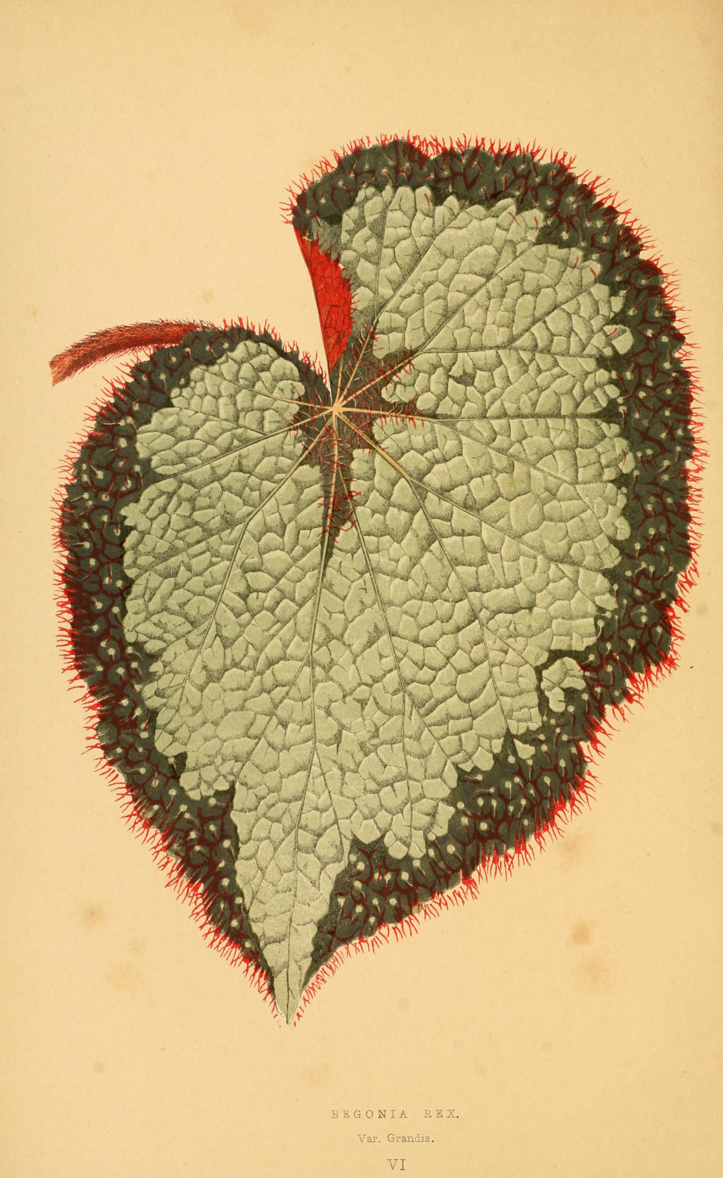 no full size  illustration available (3a)