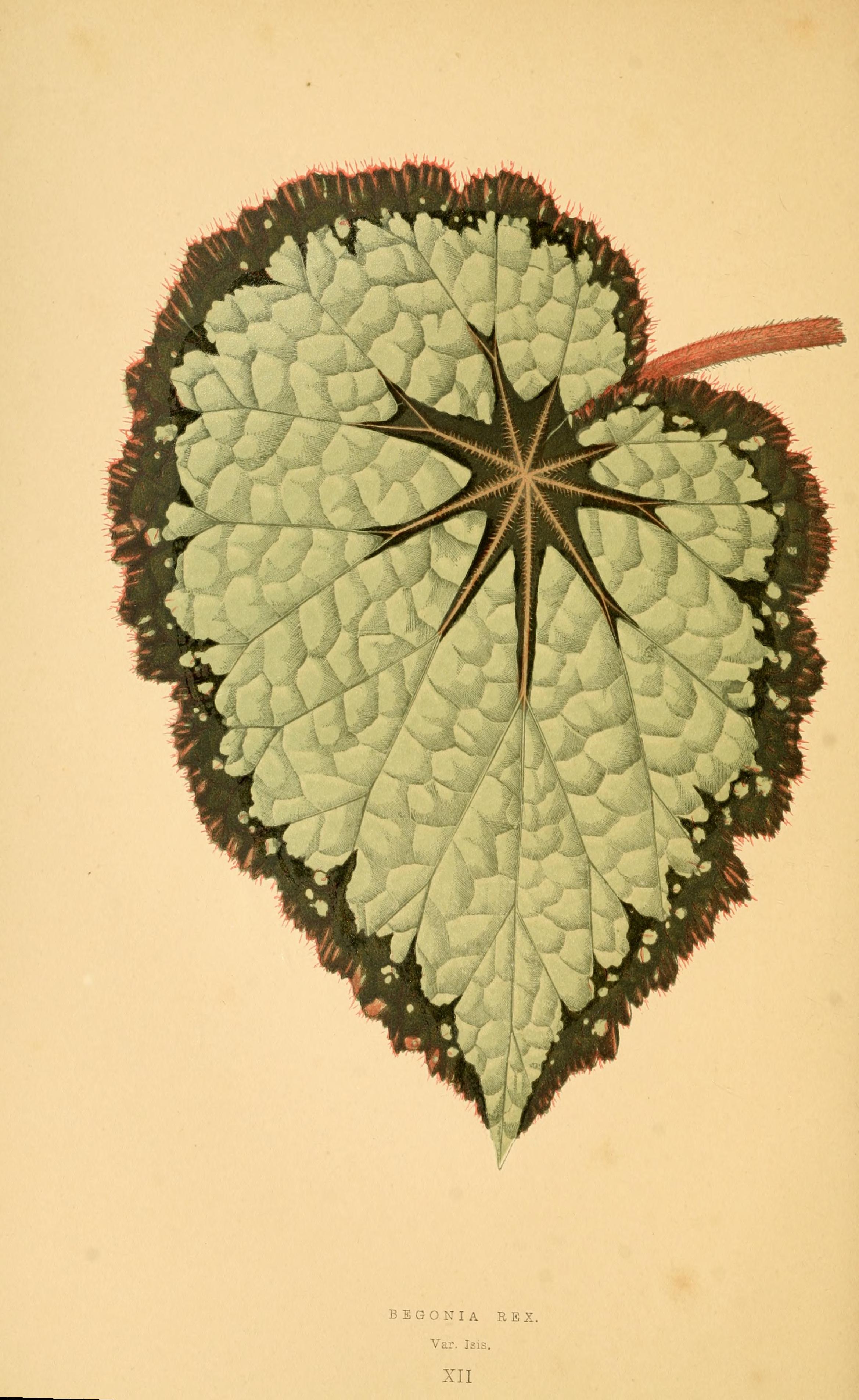 no full size  illustration available (3a)