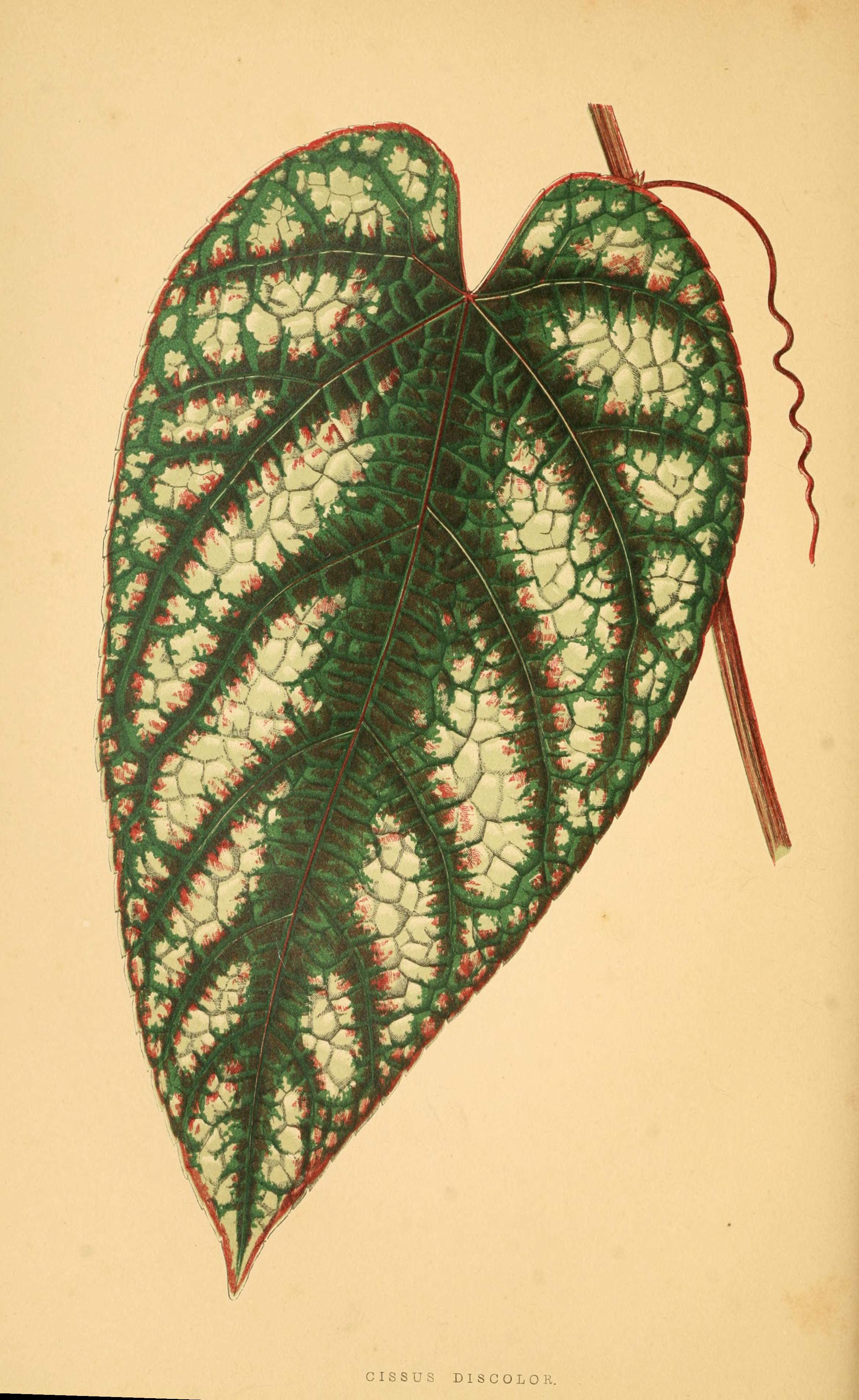 no full size  illustration available (3a)