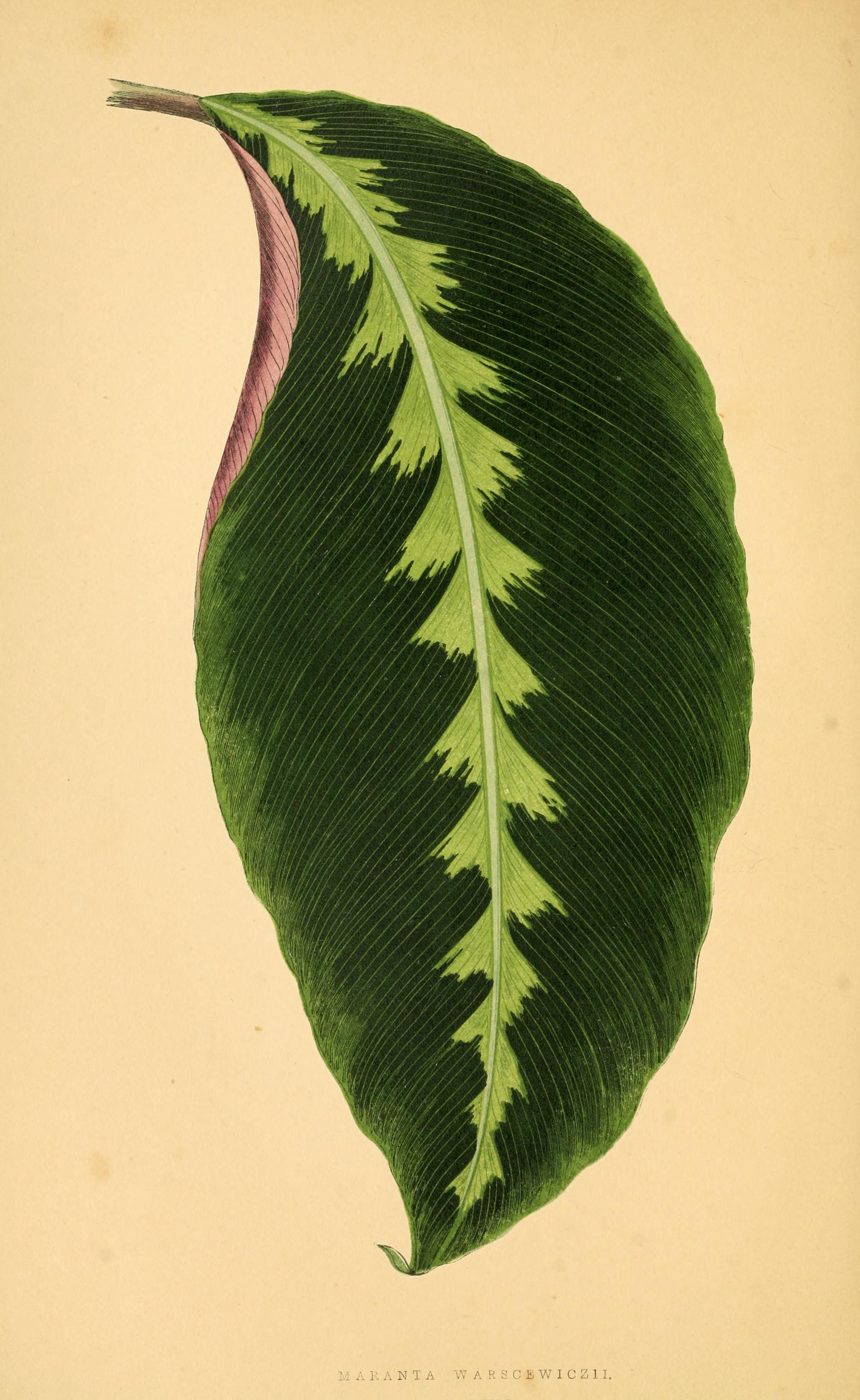 no full size  illustration available (3a)