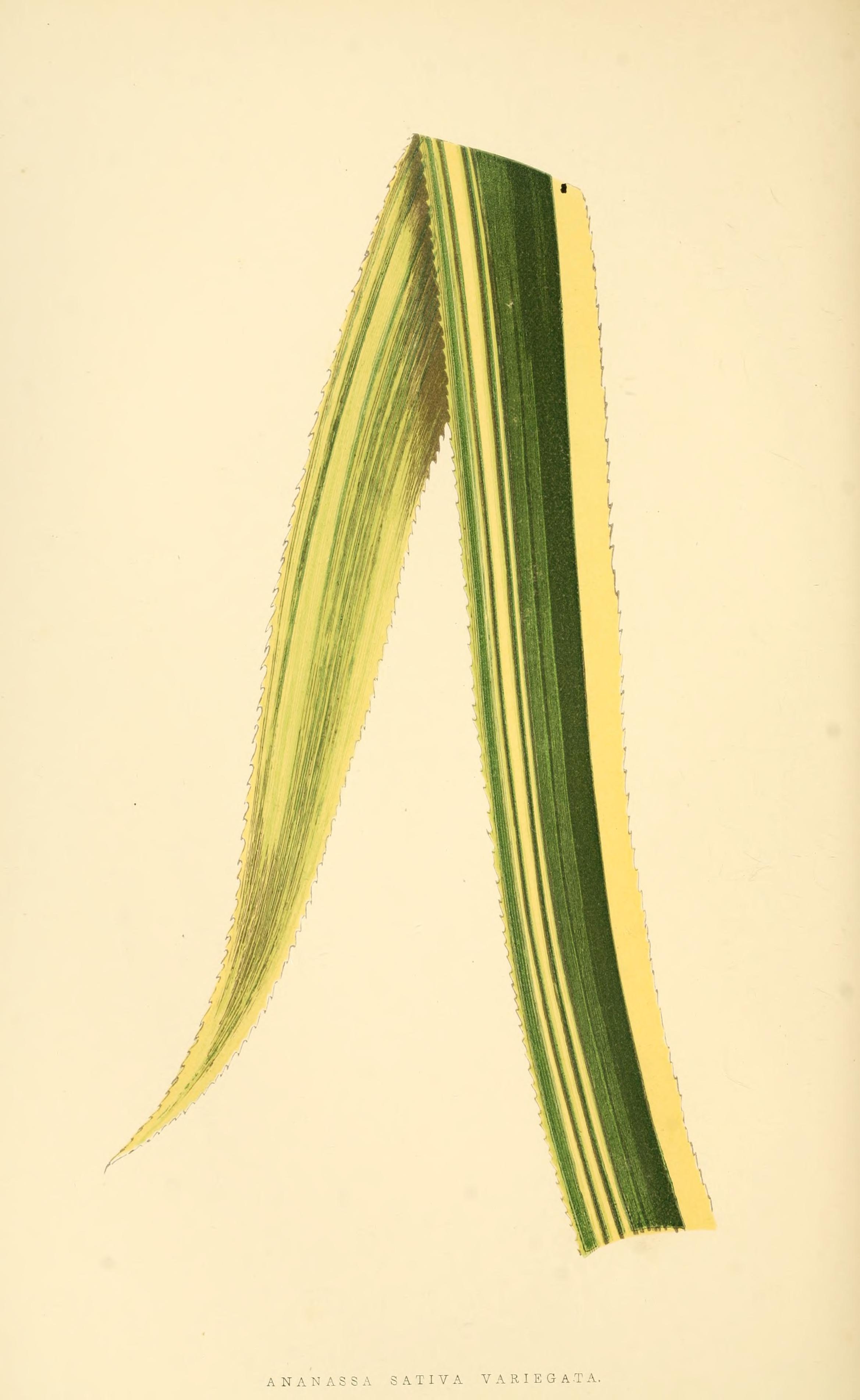 no full size  illustration available (3a)