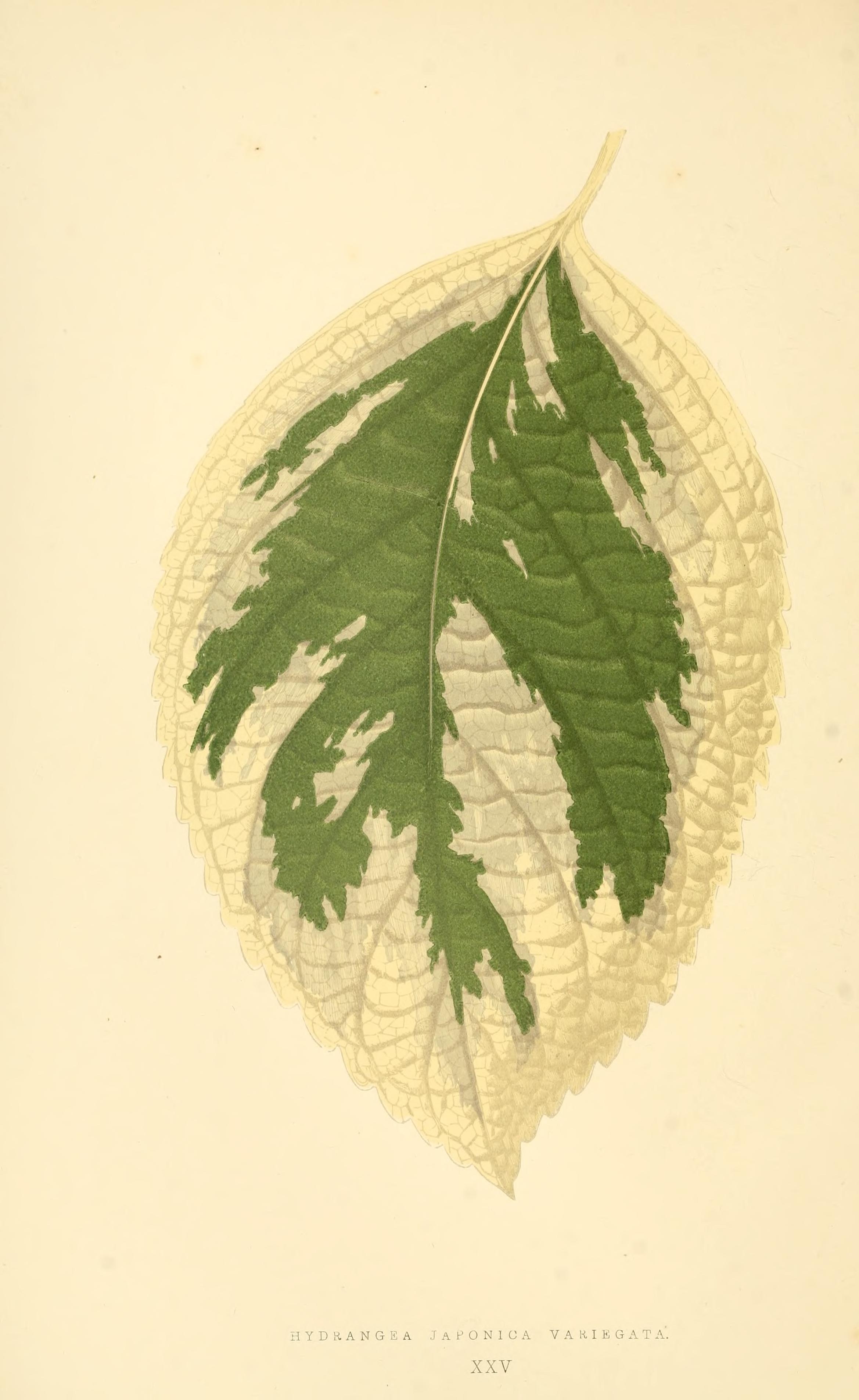 no full size  illustration available (3a)