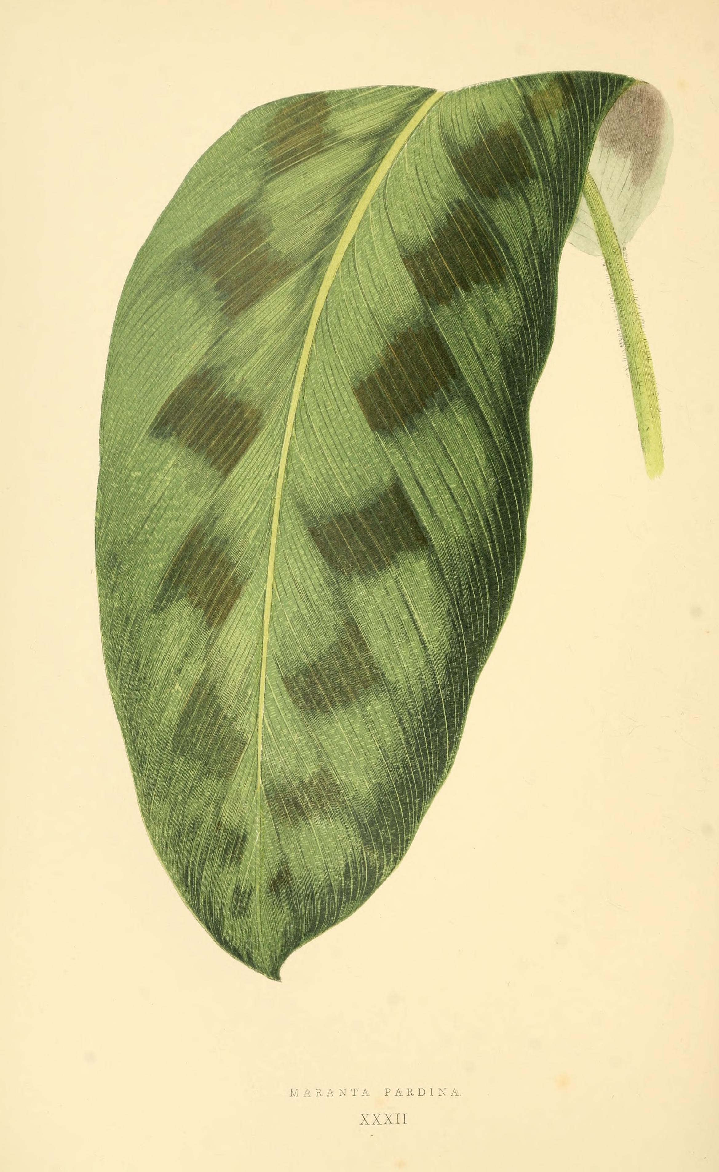 no full size  illustration available (3a)