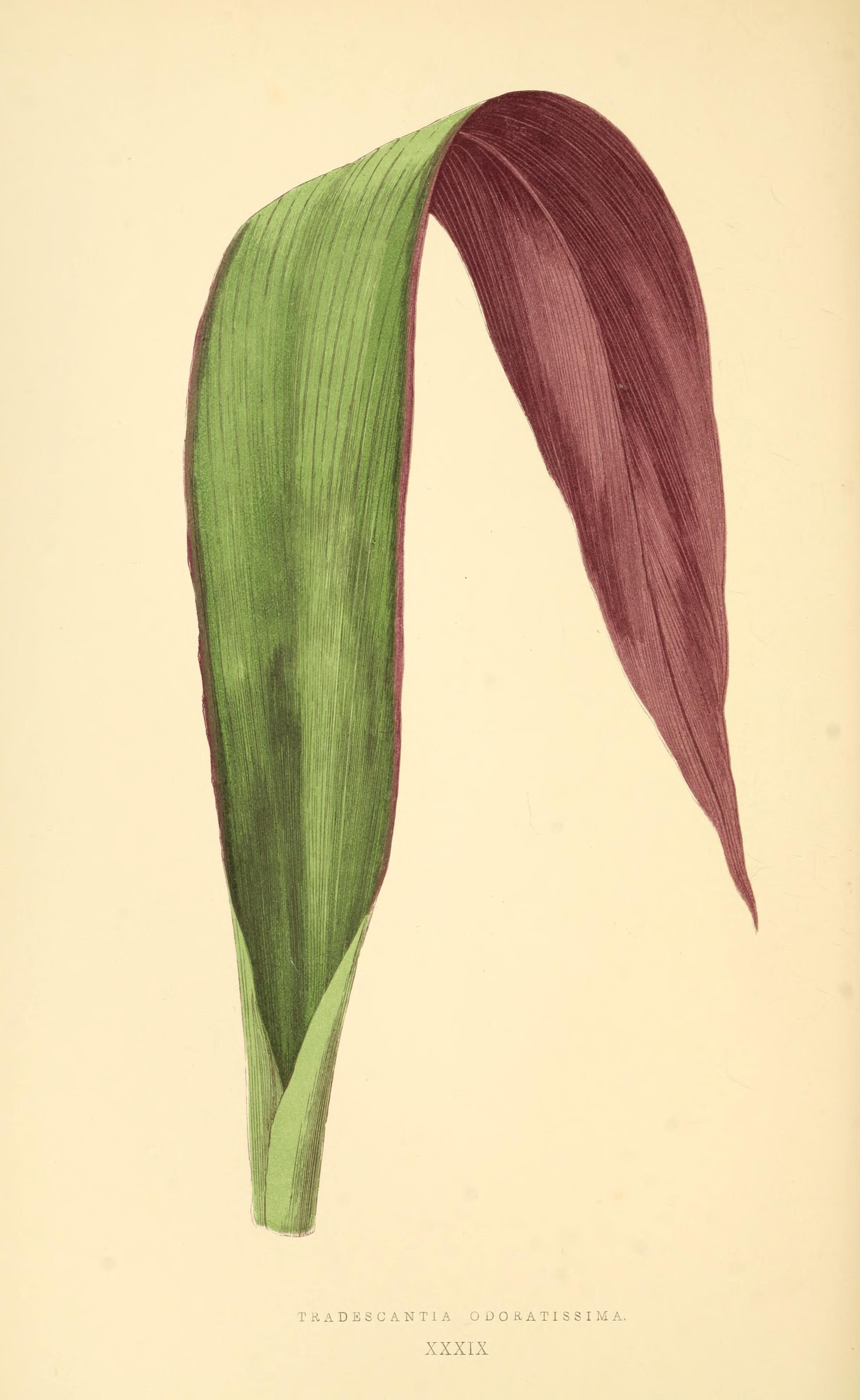 no full size  illustration available (3a)