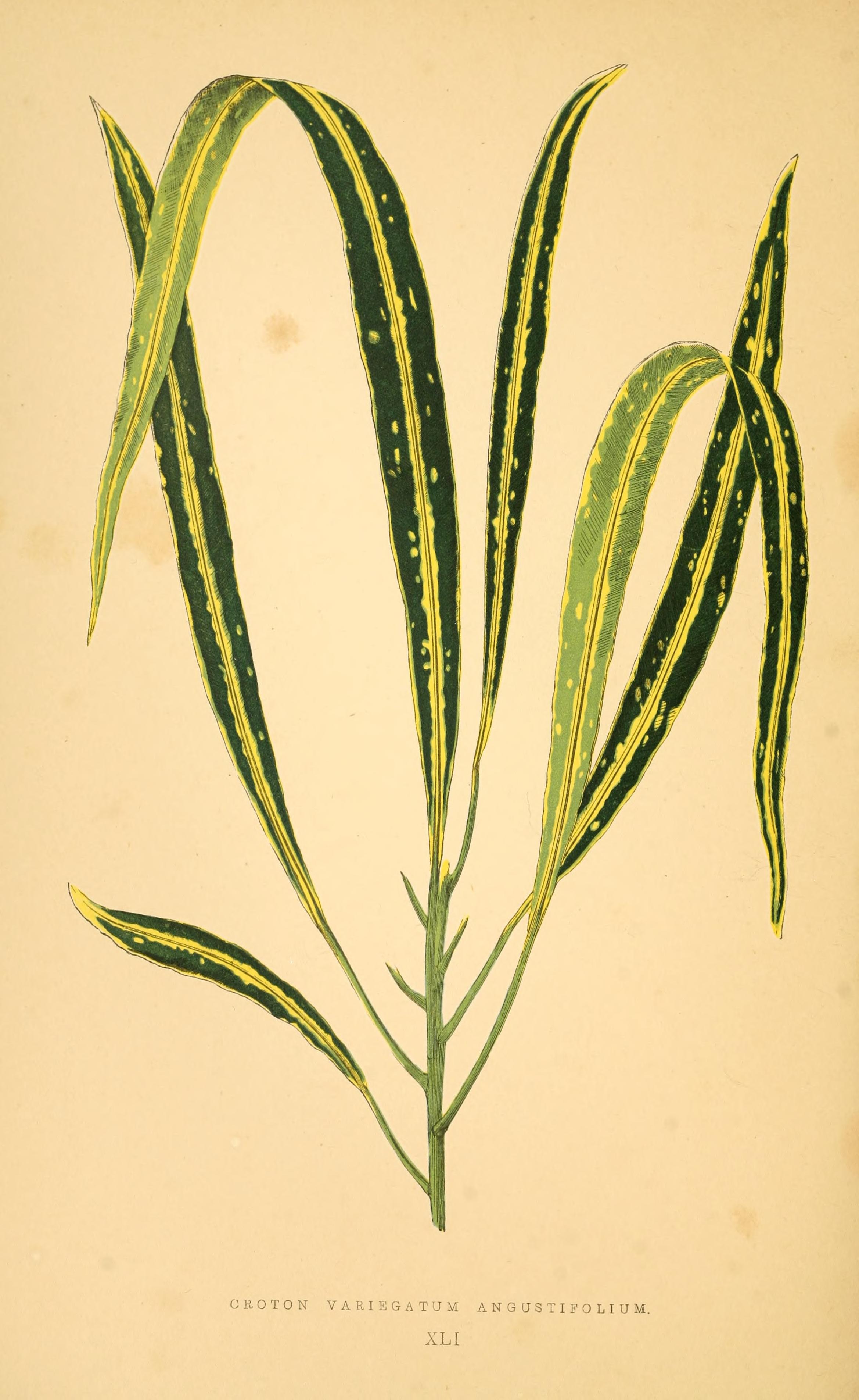 no full size  illustration available (3a)