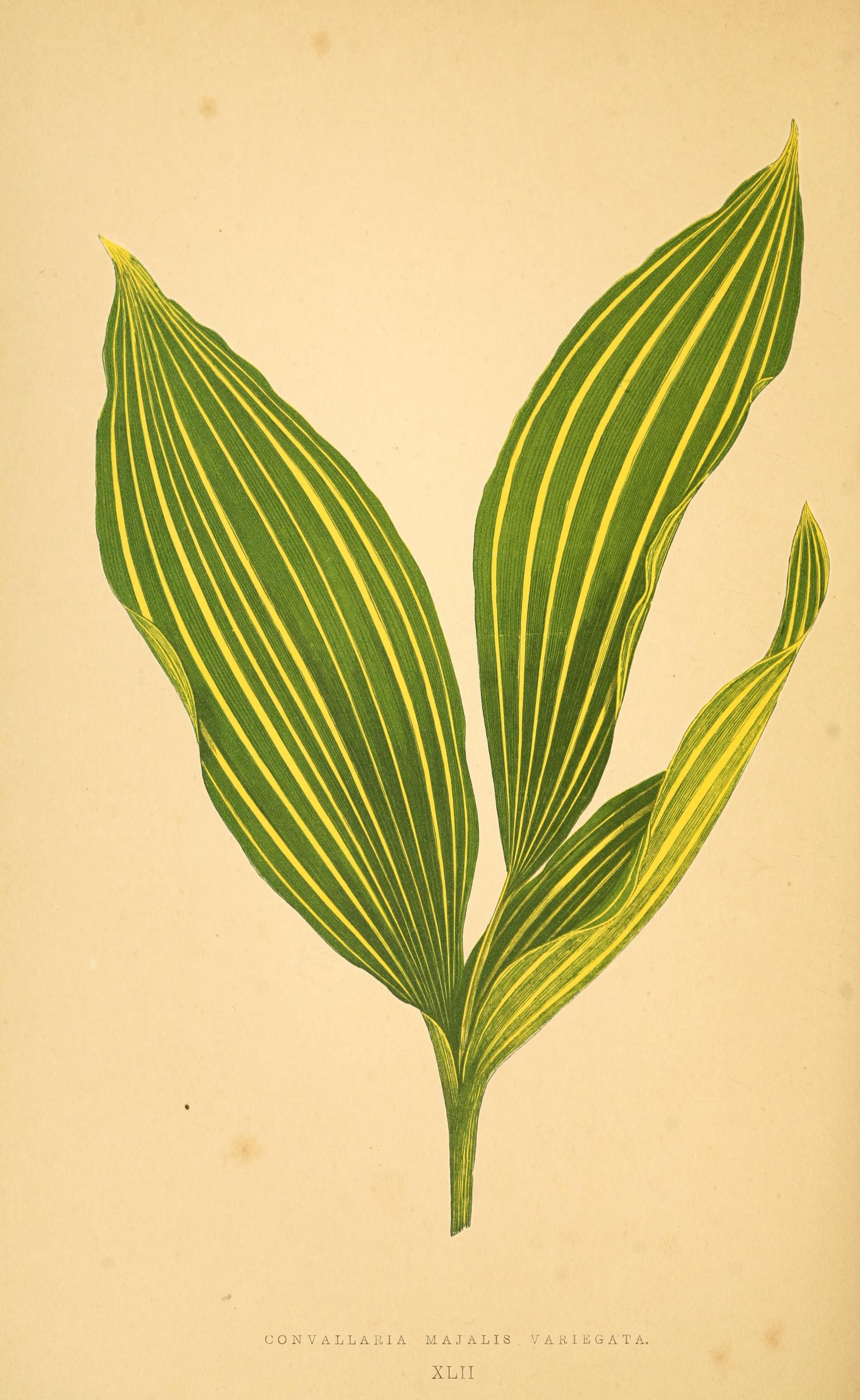 no full size  illustration available (3a)