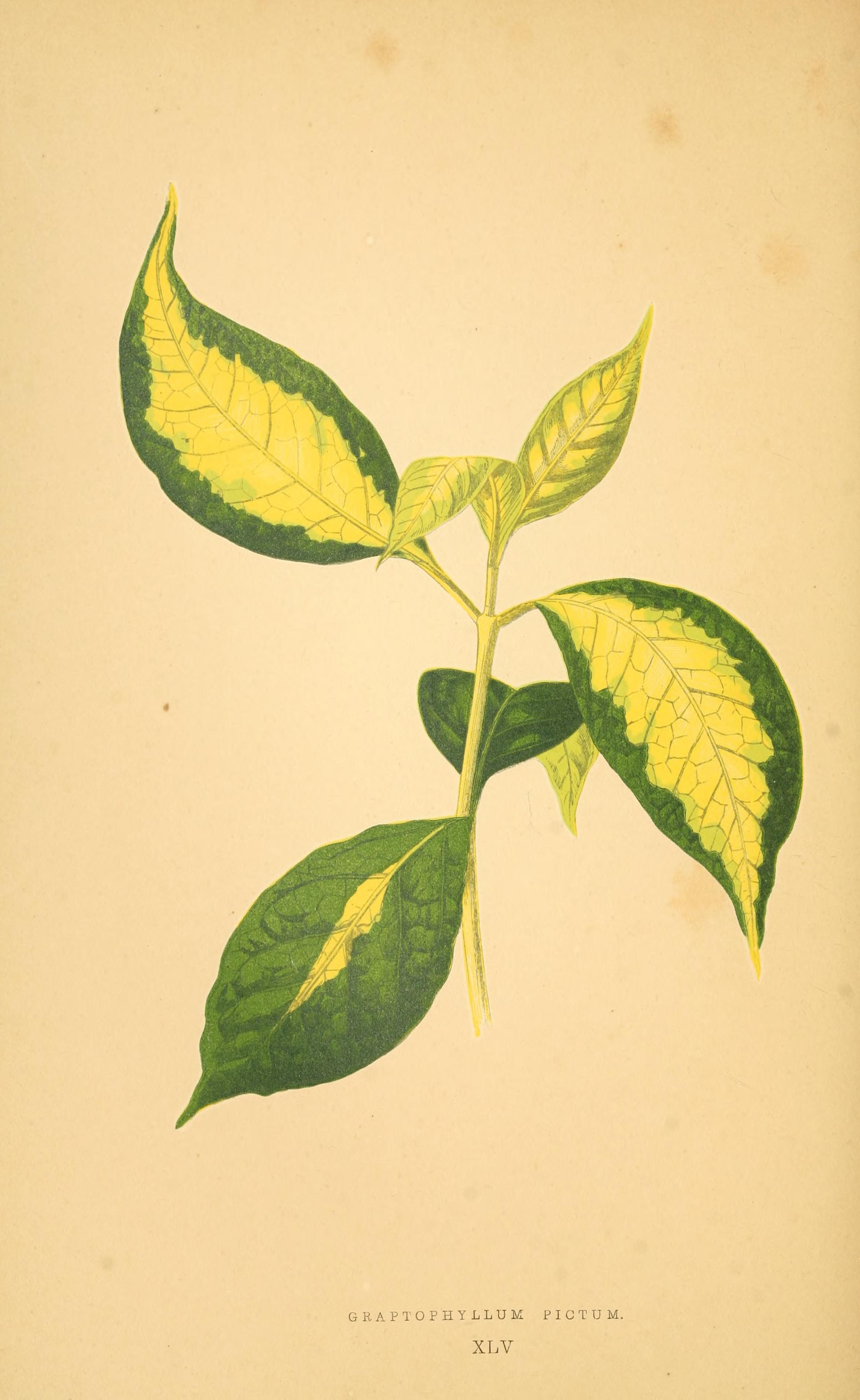 no full size  illustration available (3a)