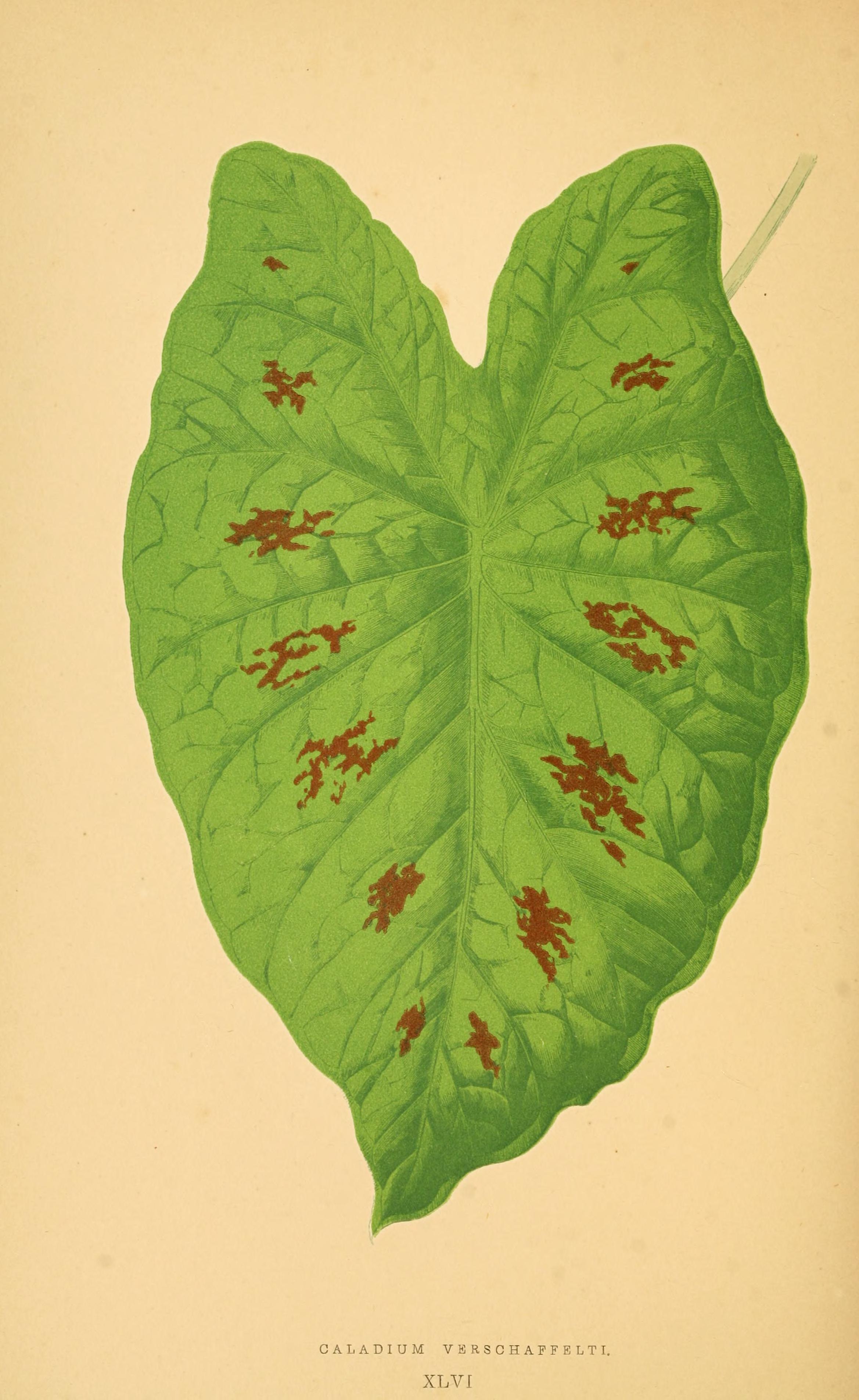 no full size  illustration available (3a)