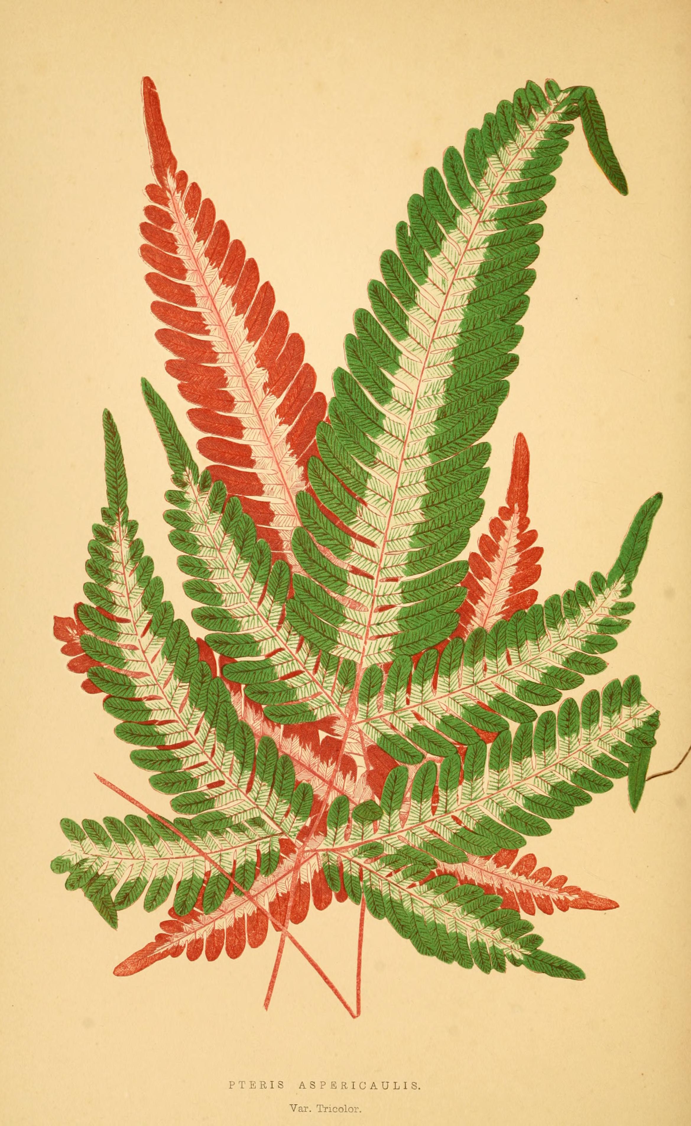 no full size  illustration available (3a)