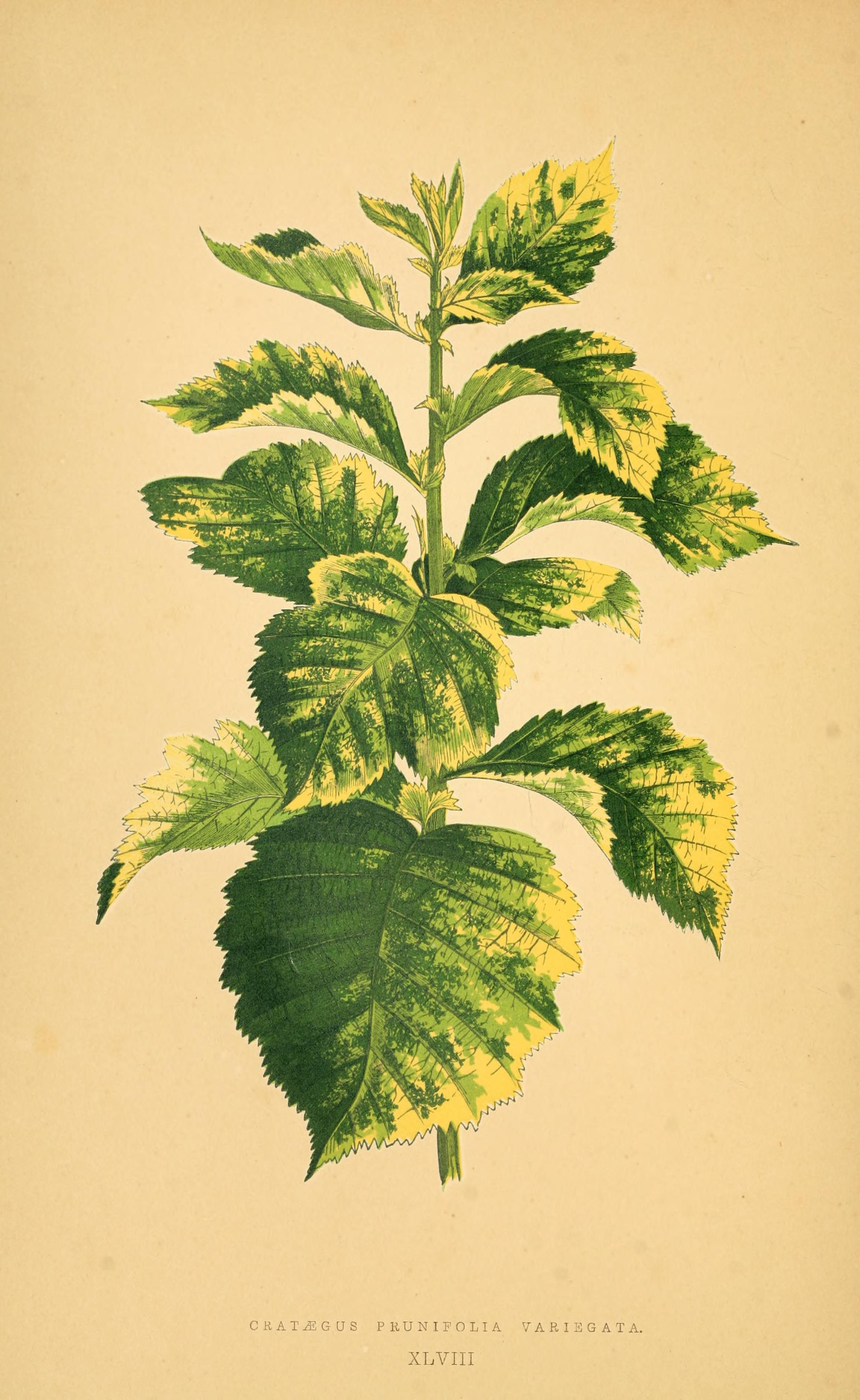 no full size  illustration available (3a)