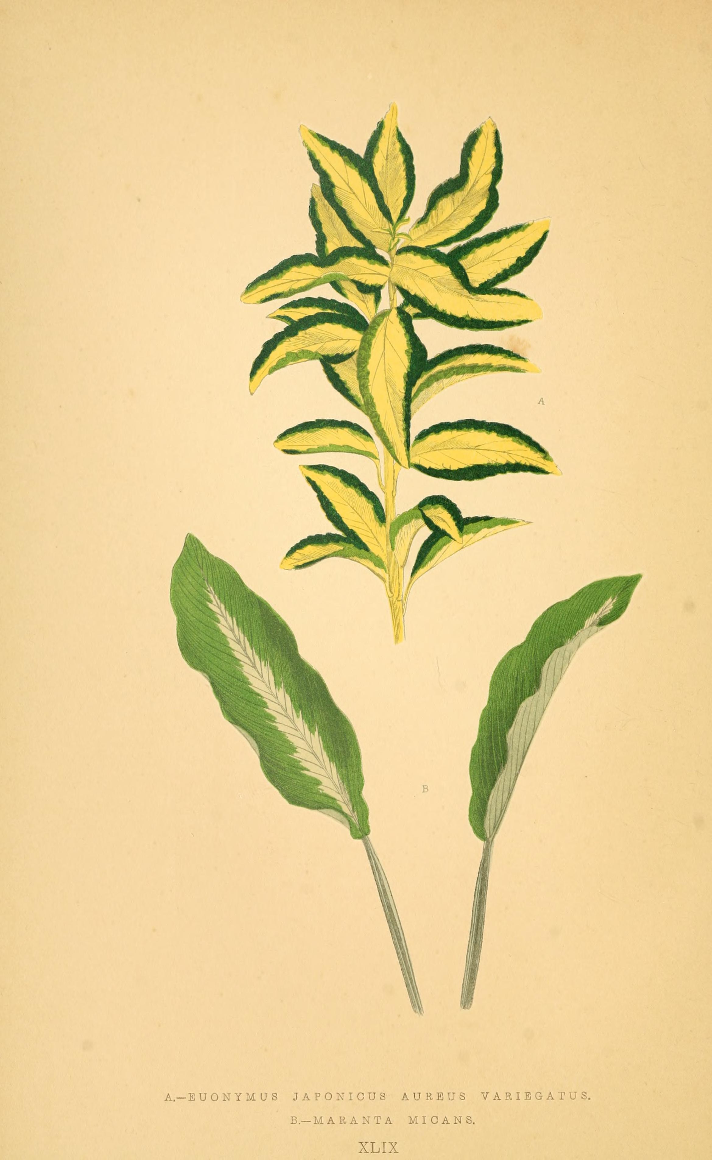 no full size  illustration available (3a)