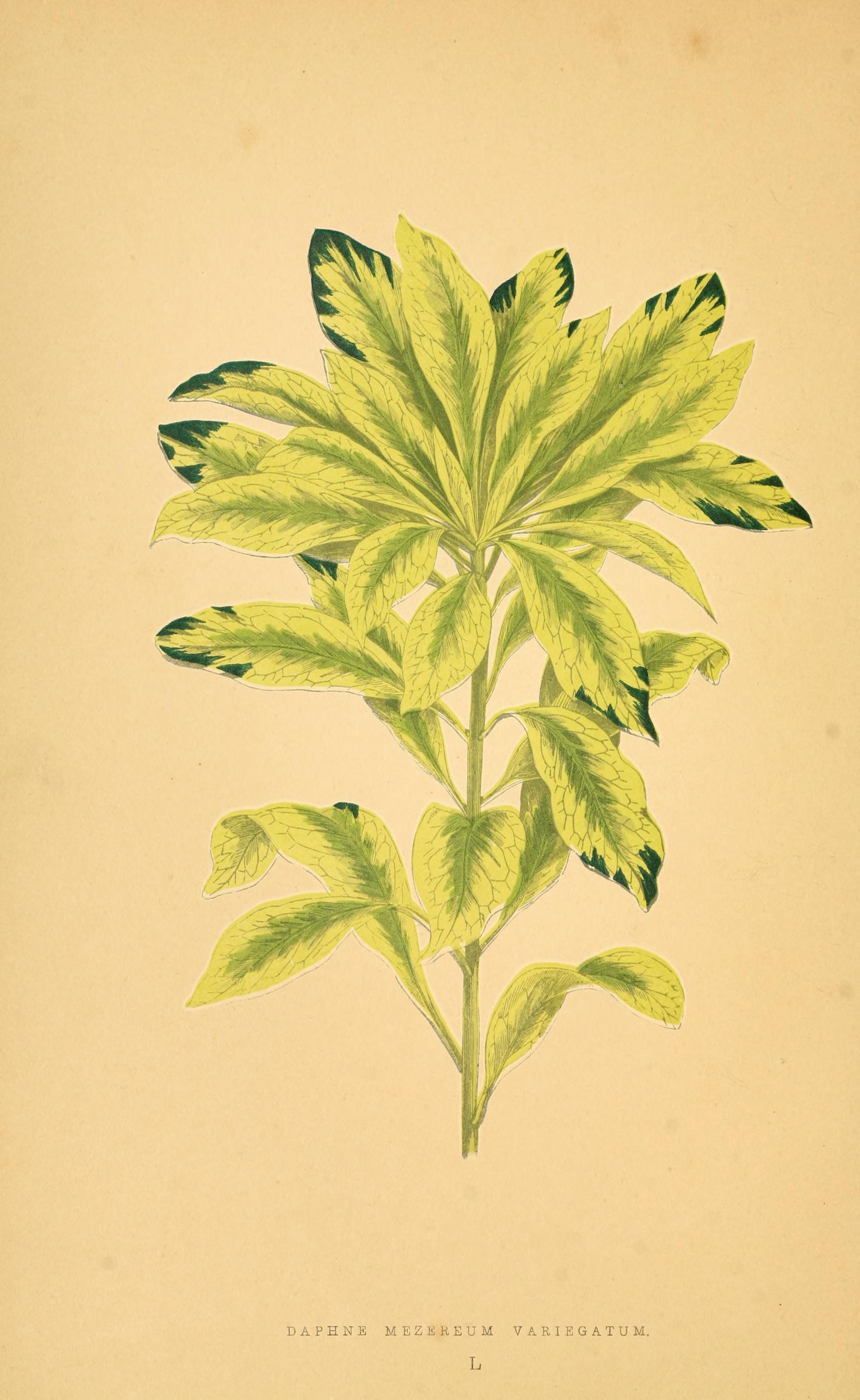 no full size  illustration available (3a)