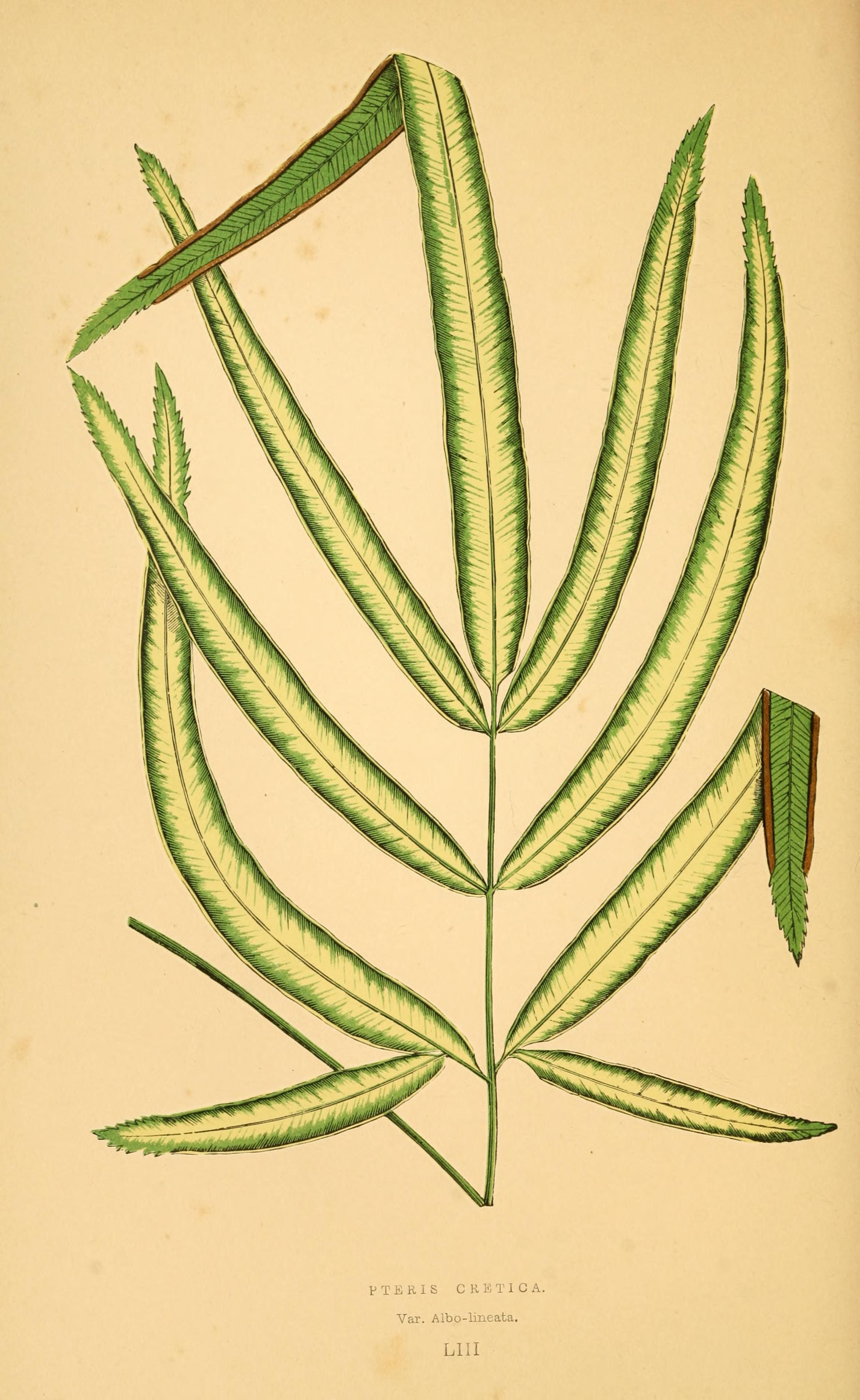 no full size  illustration available (3a)