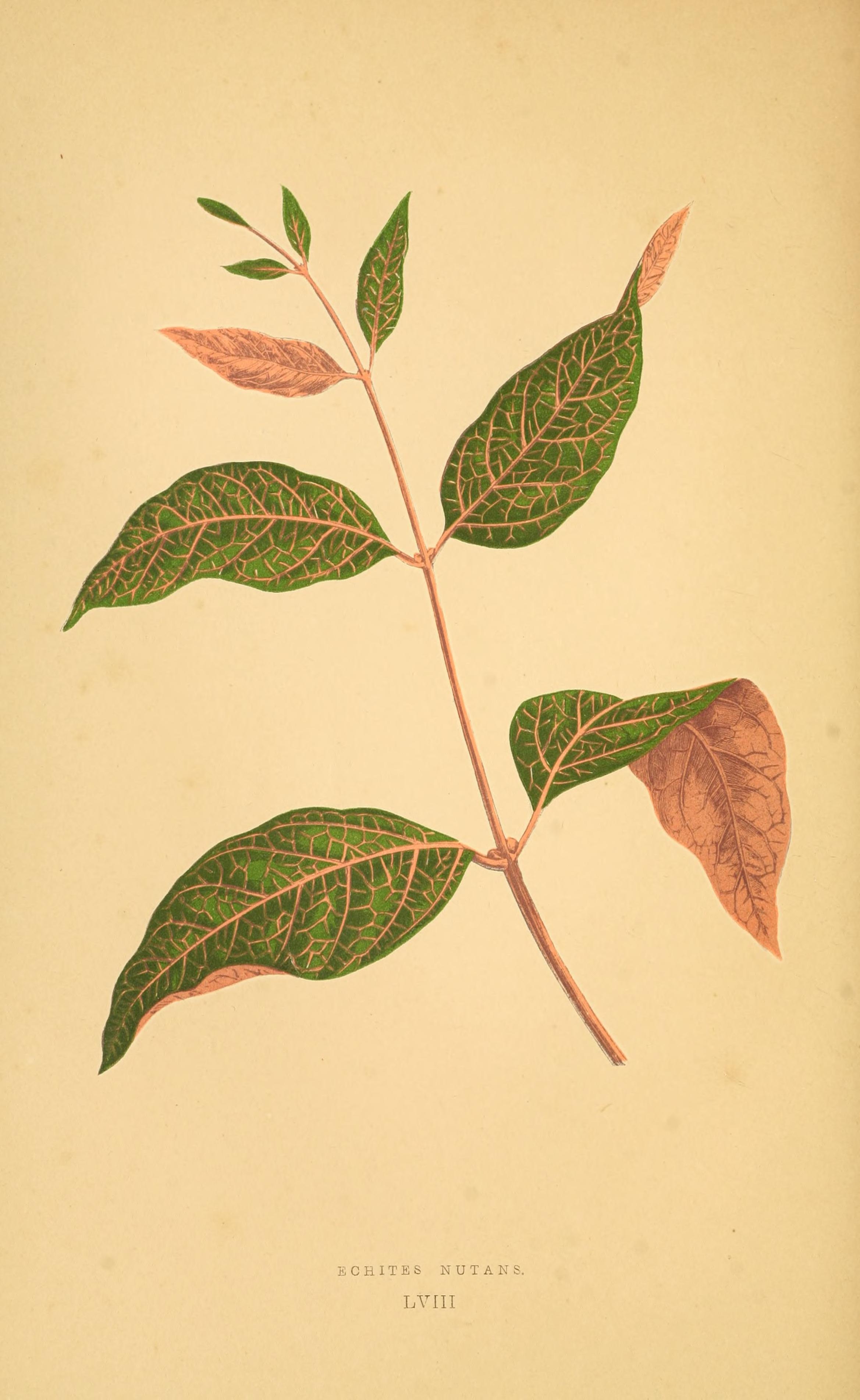 no full size  illustration available (3a)