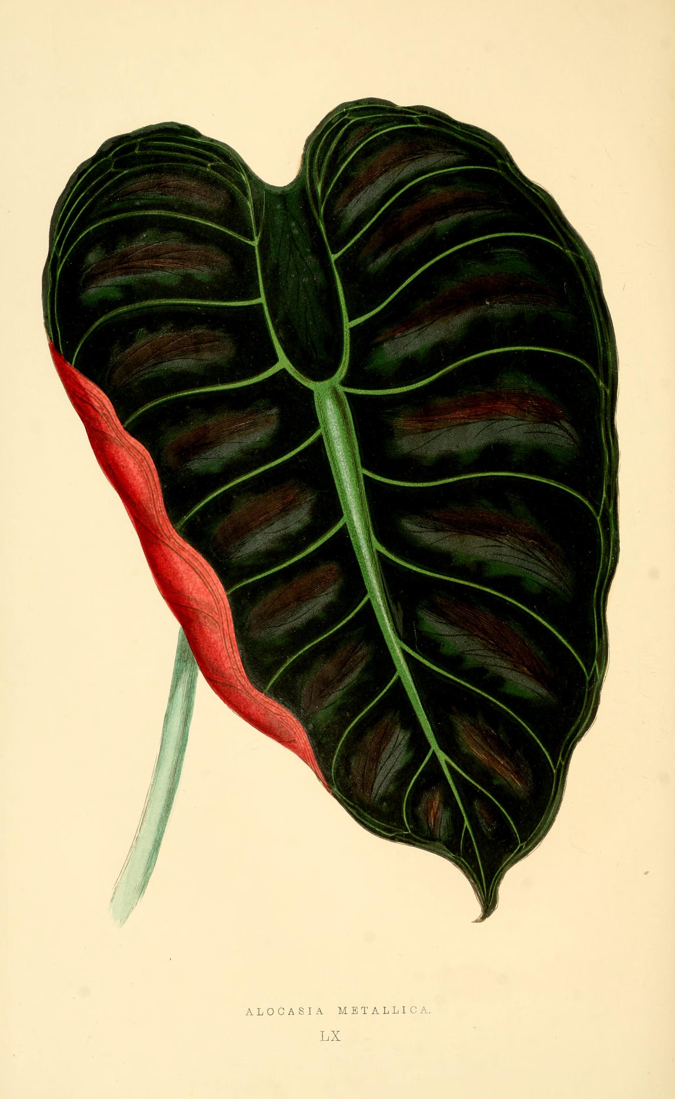 no full size  illustration available (3a)