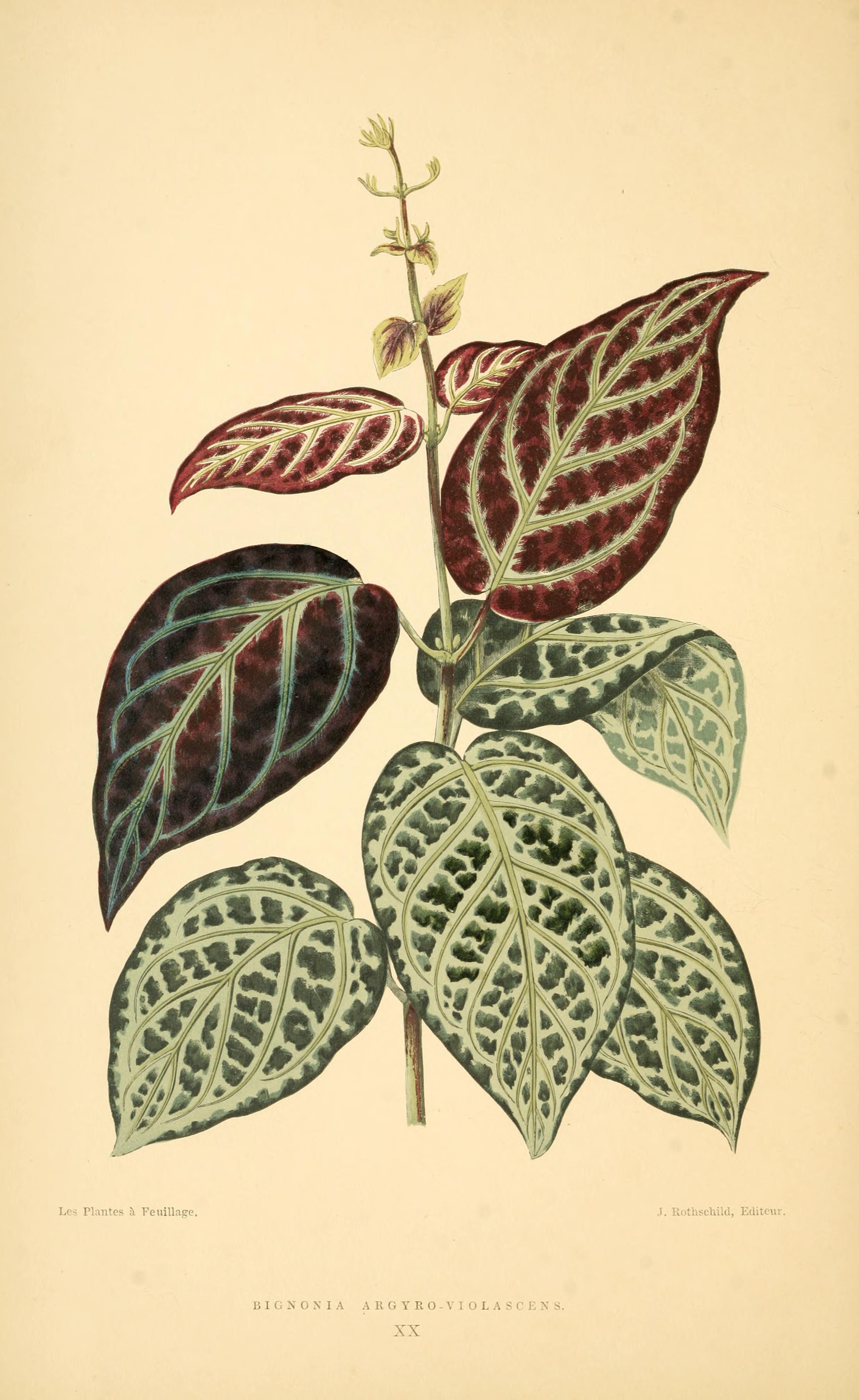 no full size  illustration available (3a)