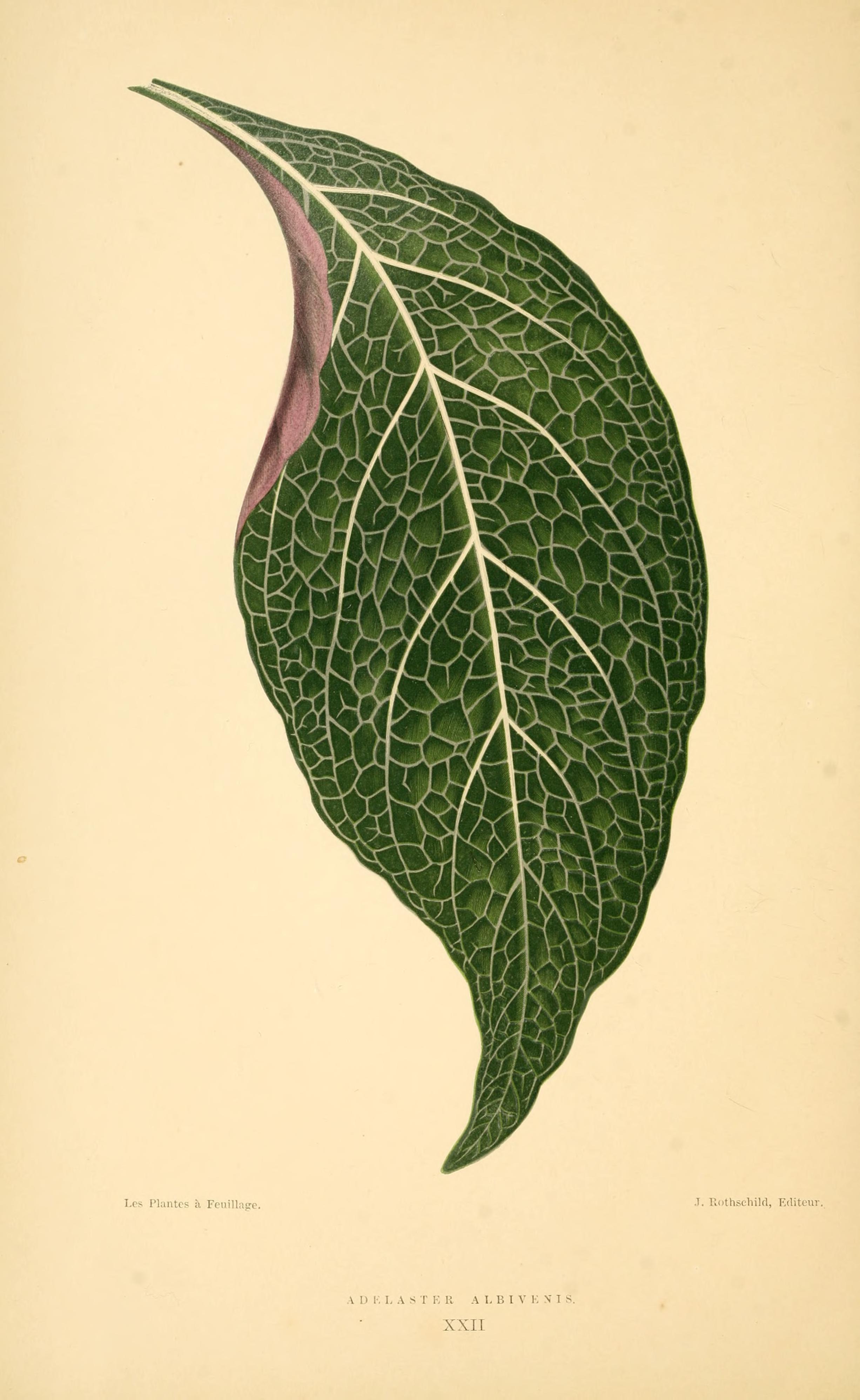 no full size  illustration available (3a)