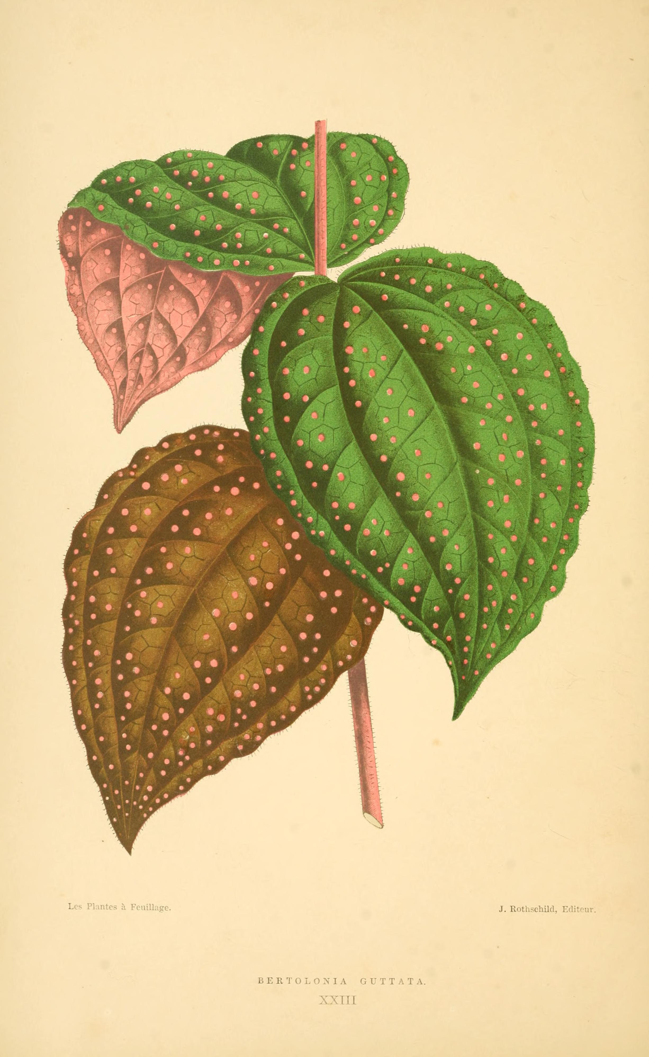 no full size  illustration available (3a)