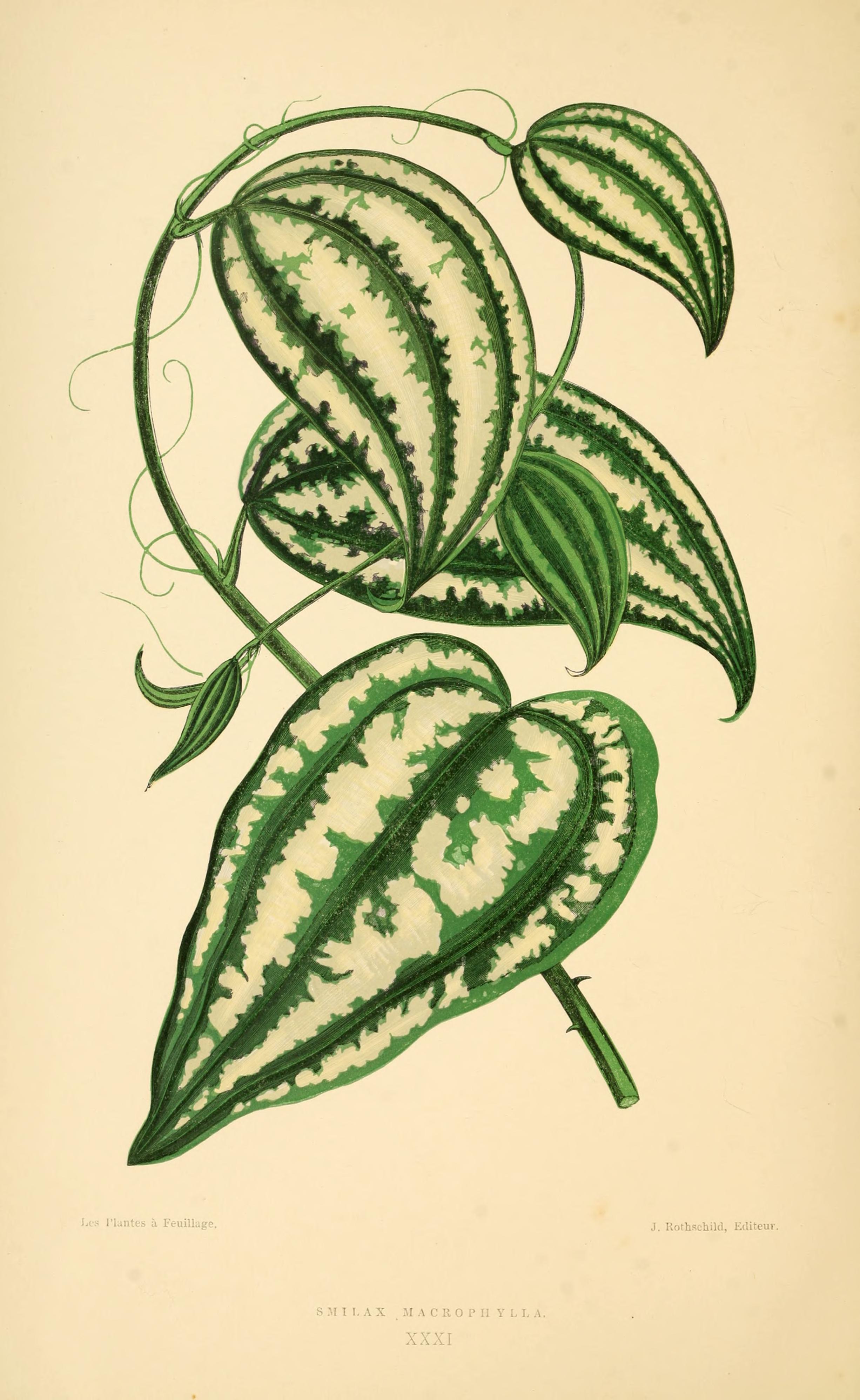 no full size  illustration available (3a)