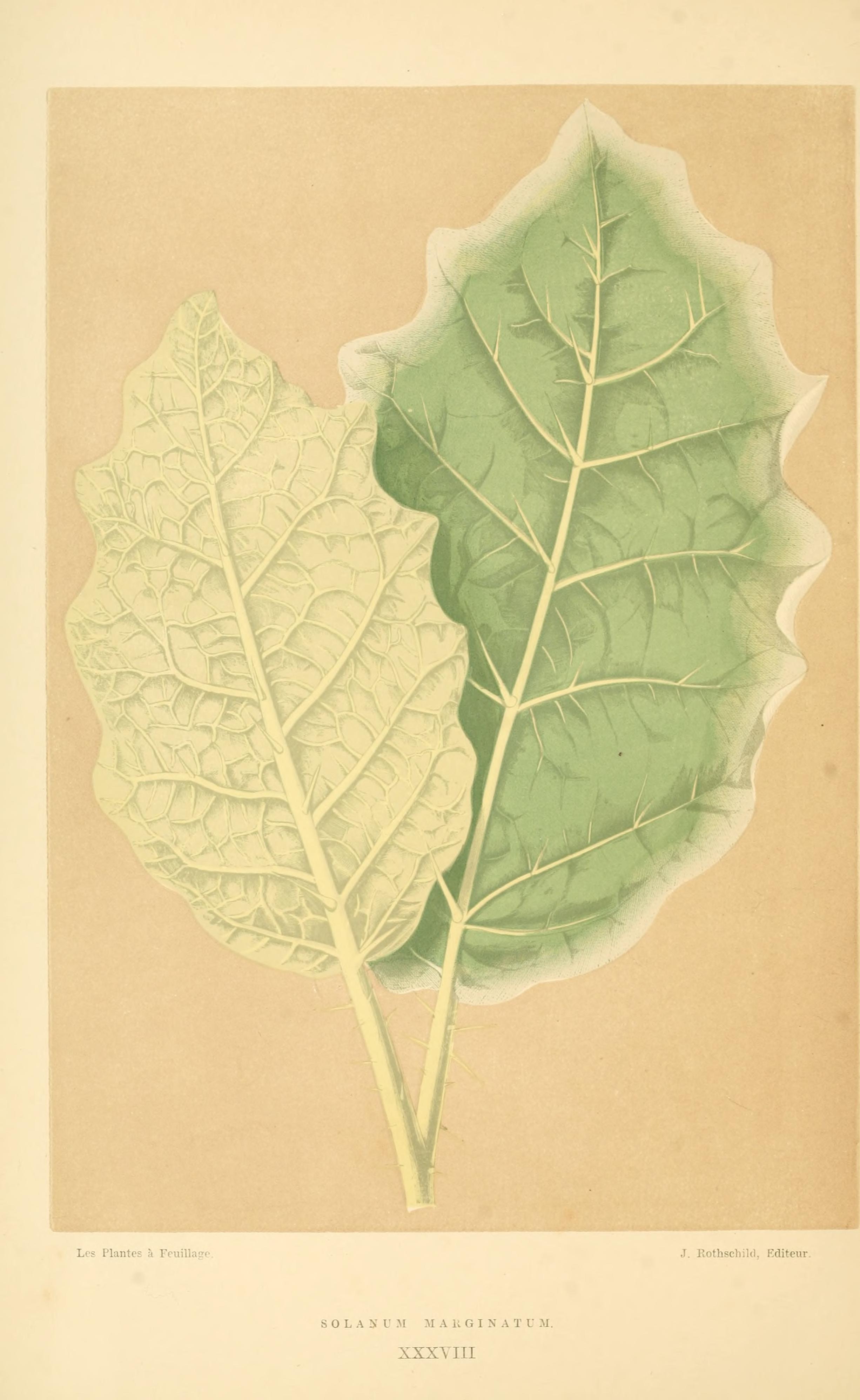 no full size  illustration available (3a)