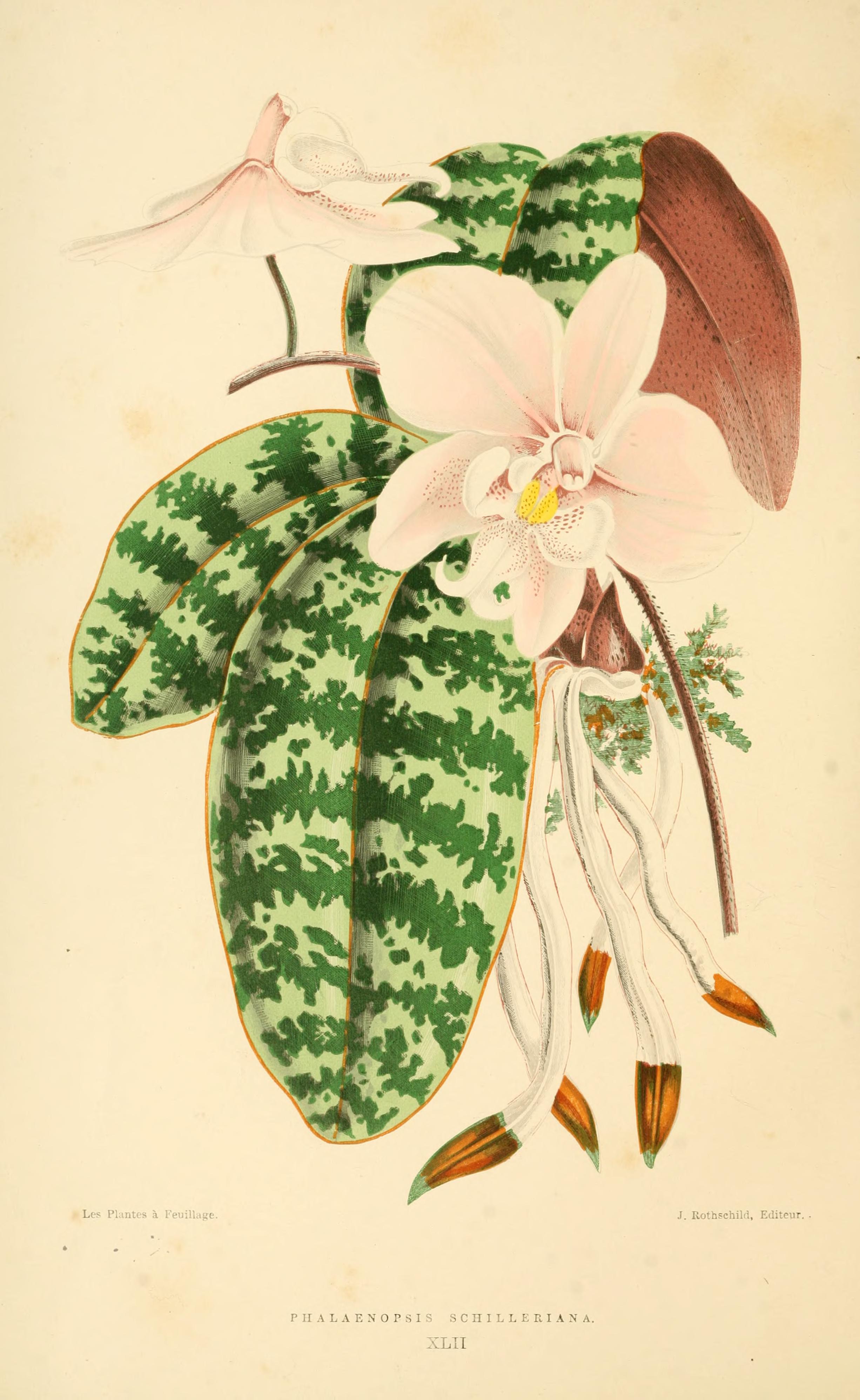 no full size  illustration available (3a)