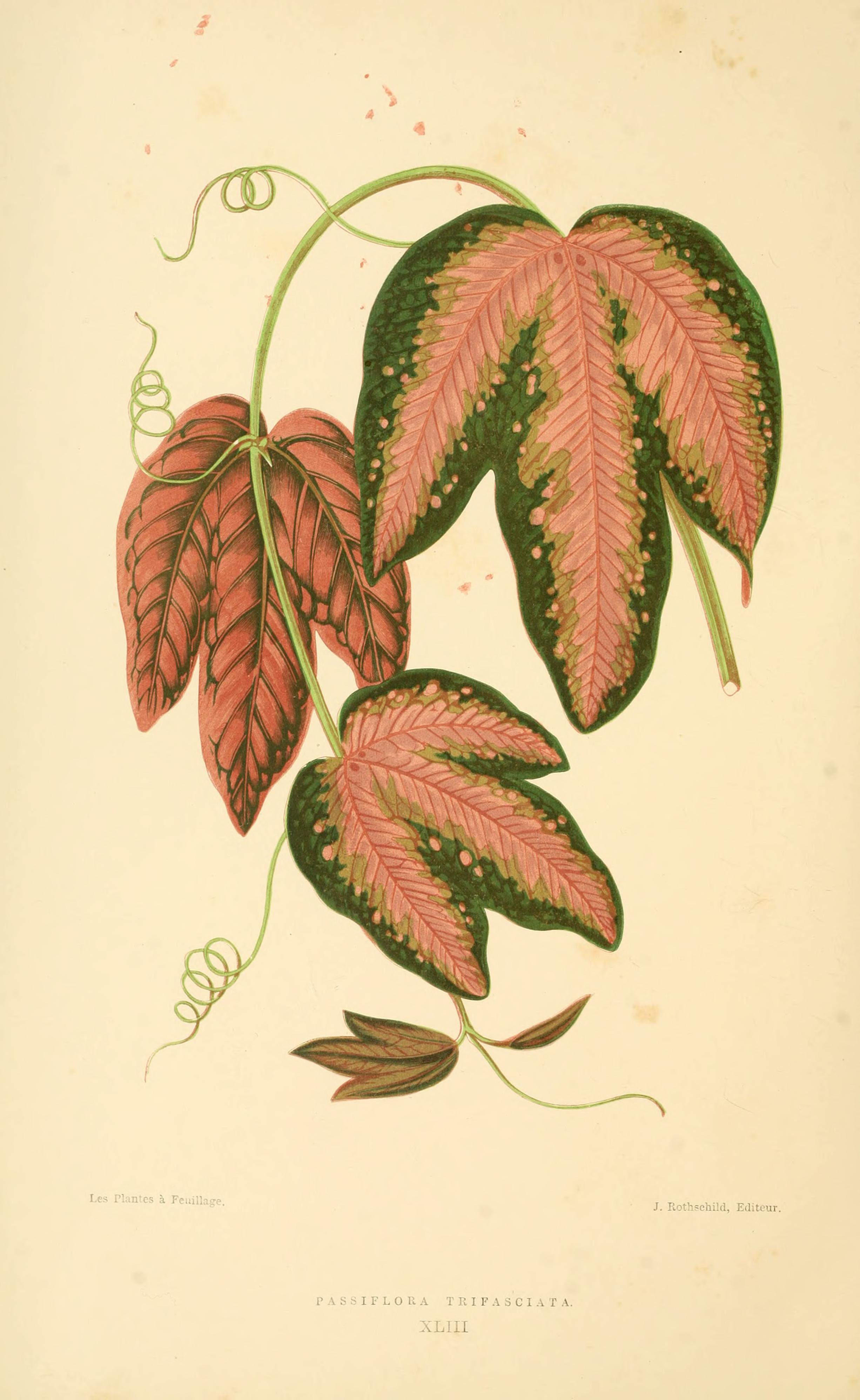 no full size  illustration available (3a)