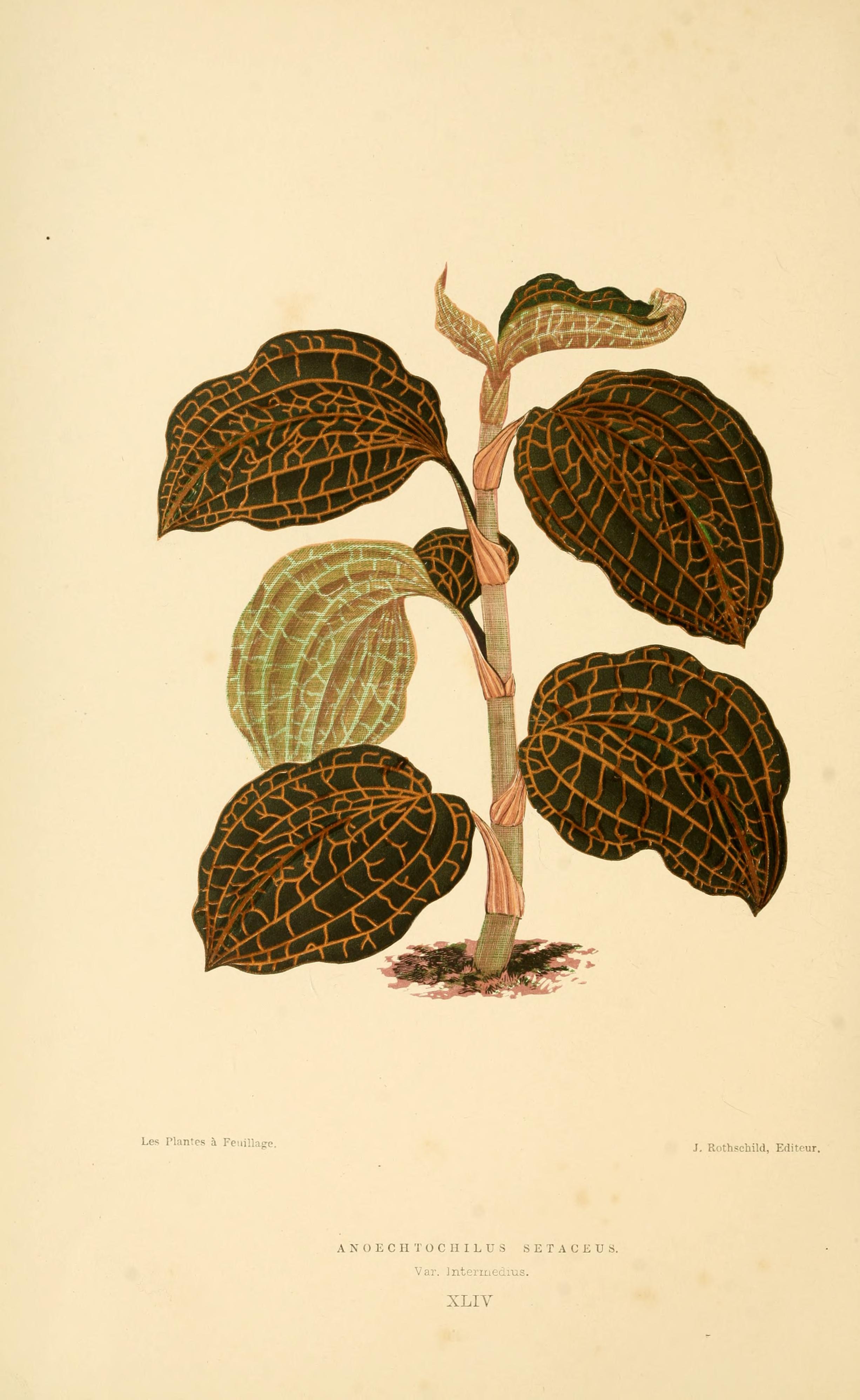 no full size  illustration available (3a)