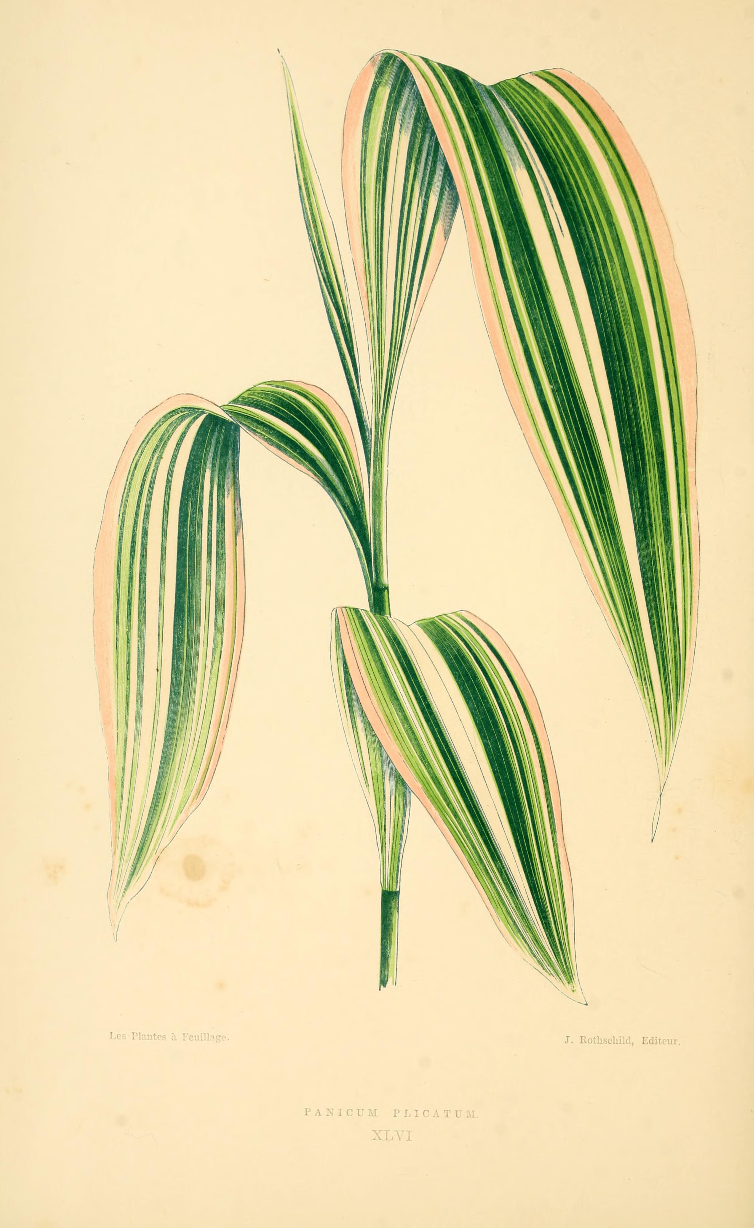 no full size  illustration available (3a)