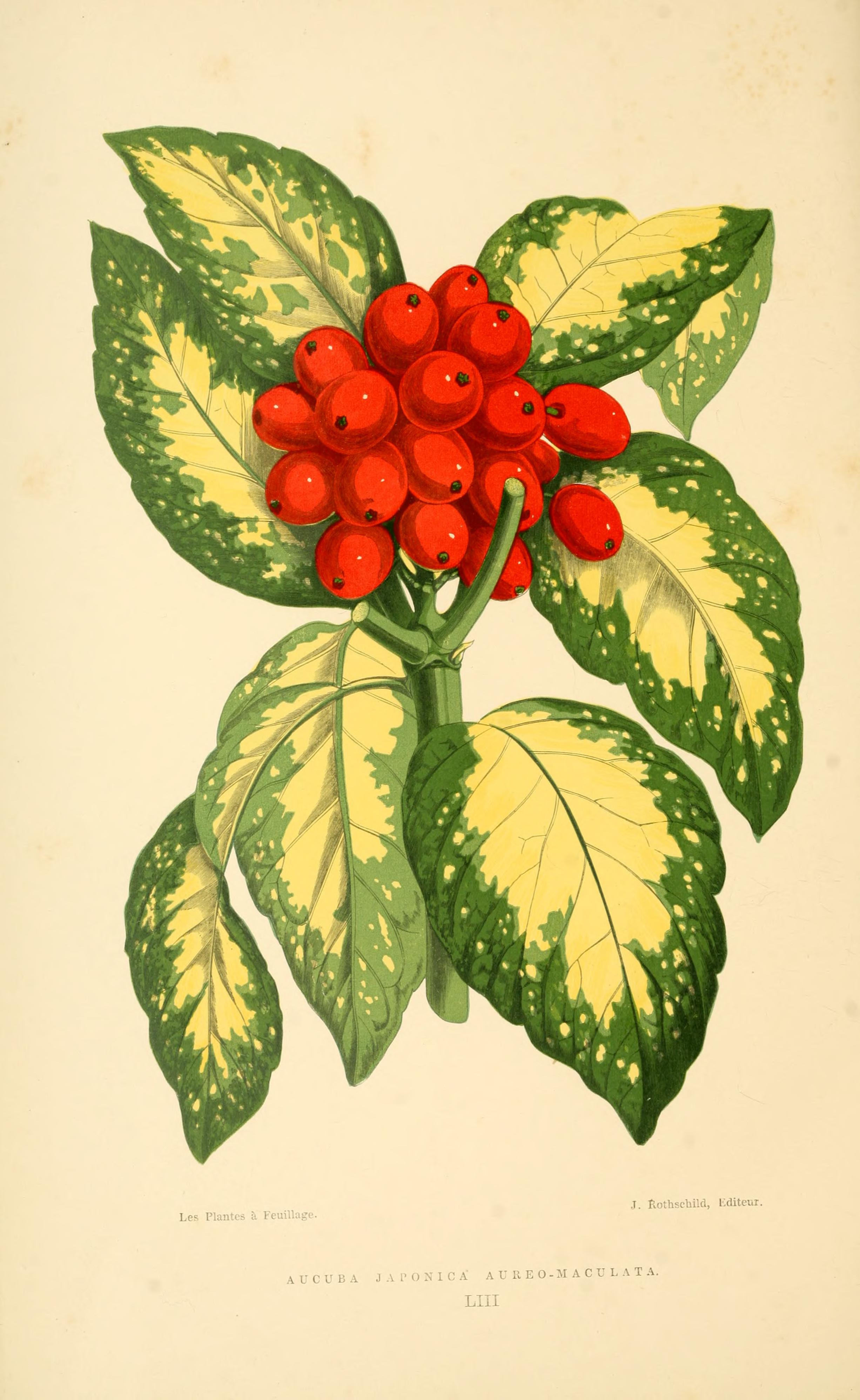 no full size  illustration available (3a)