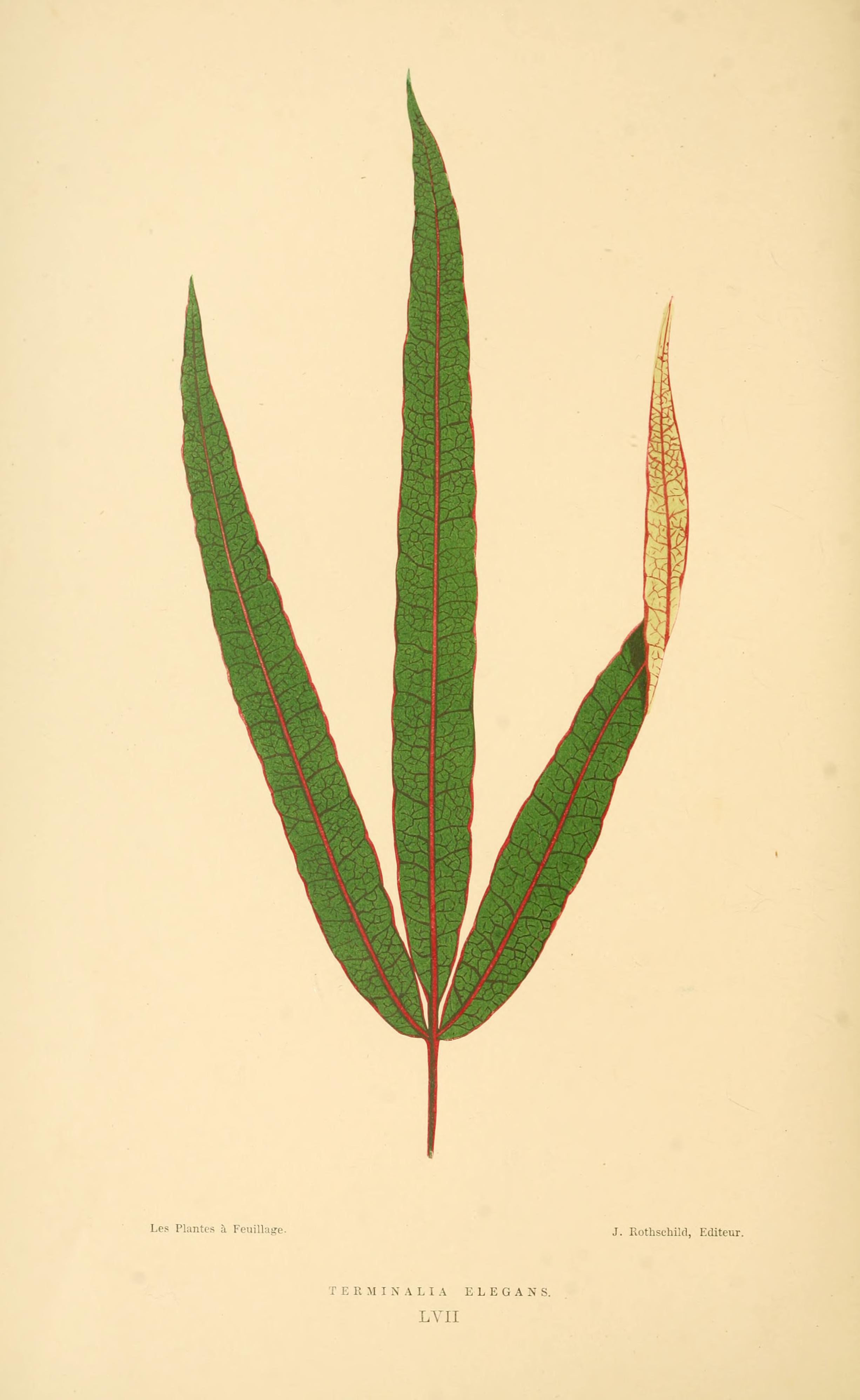 no full size  illustration available (3a)