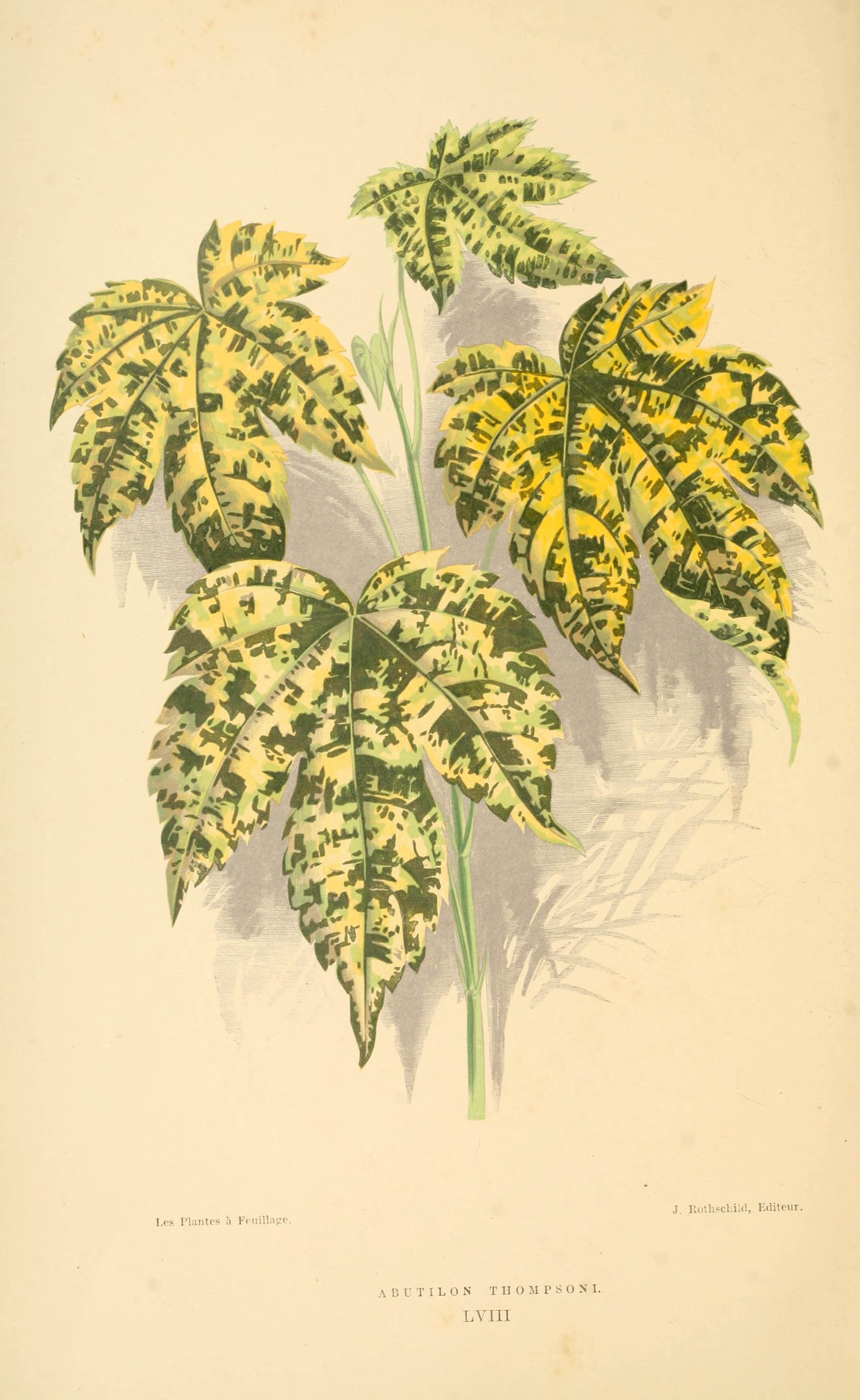 no full size  illustration available (3a)