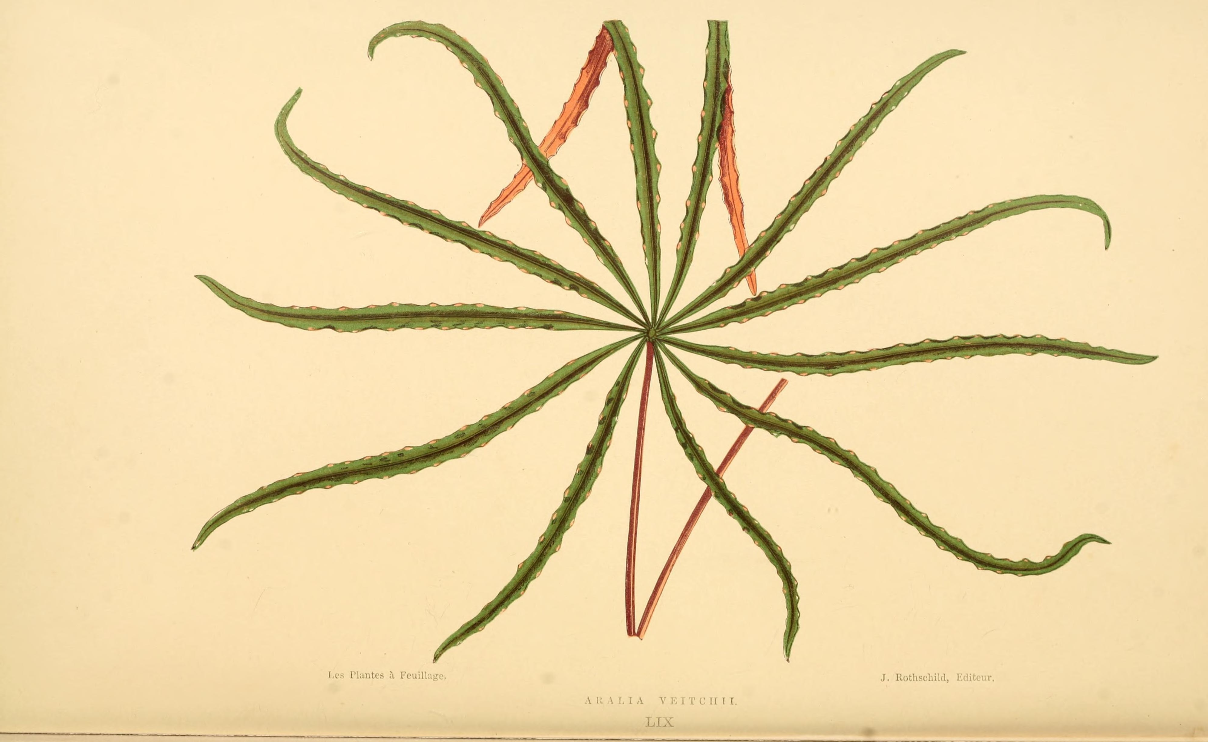 no full size  illustration available (3a)