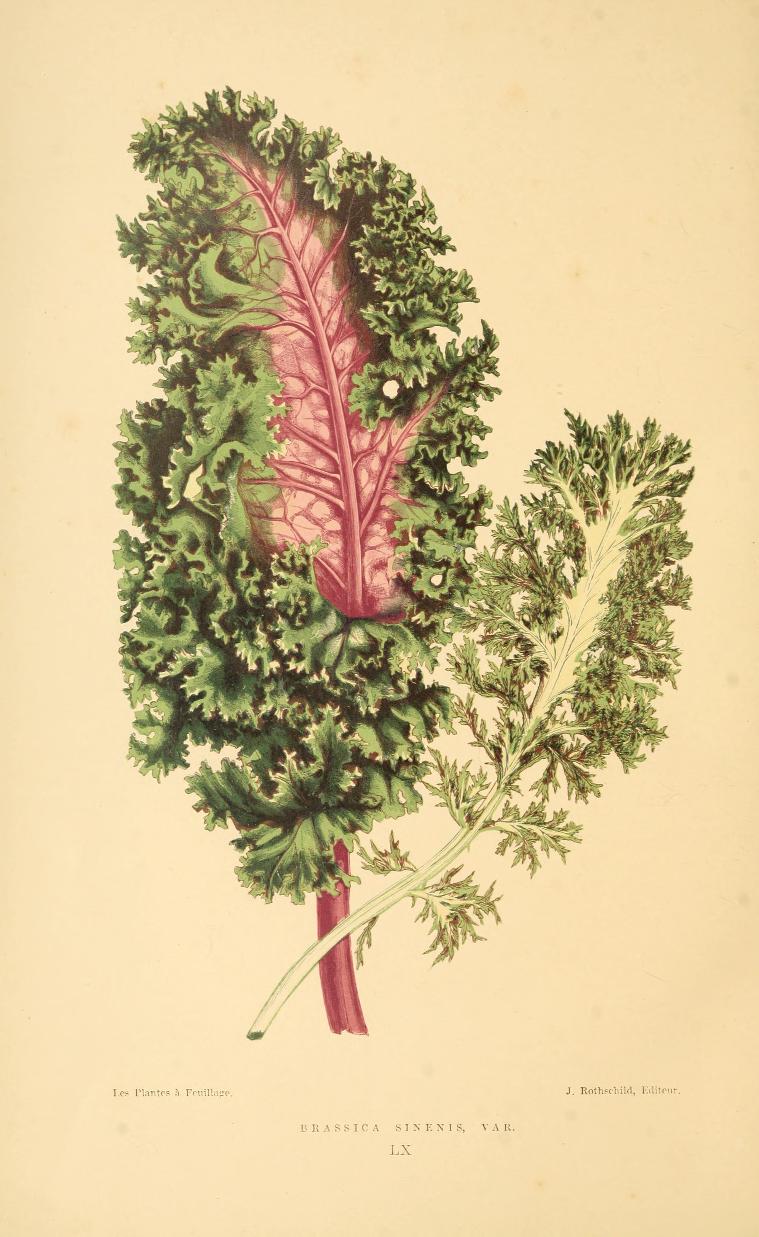 no full size  illustration available (3a)