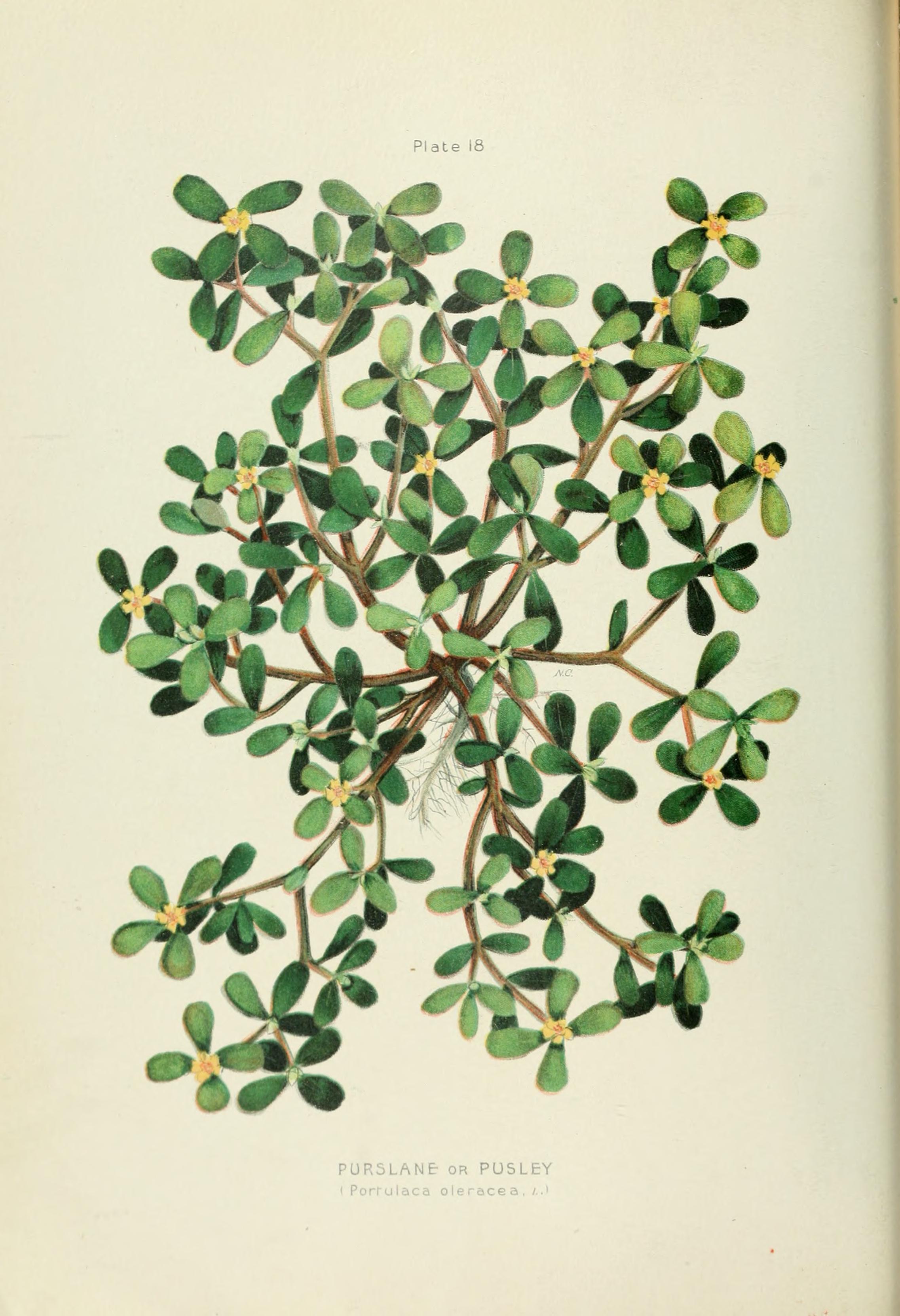 no full size  illustration available (3a)