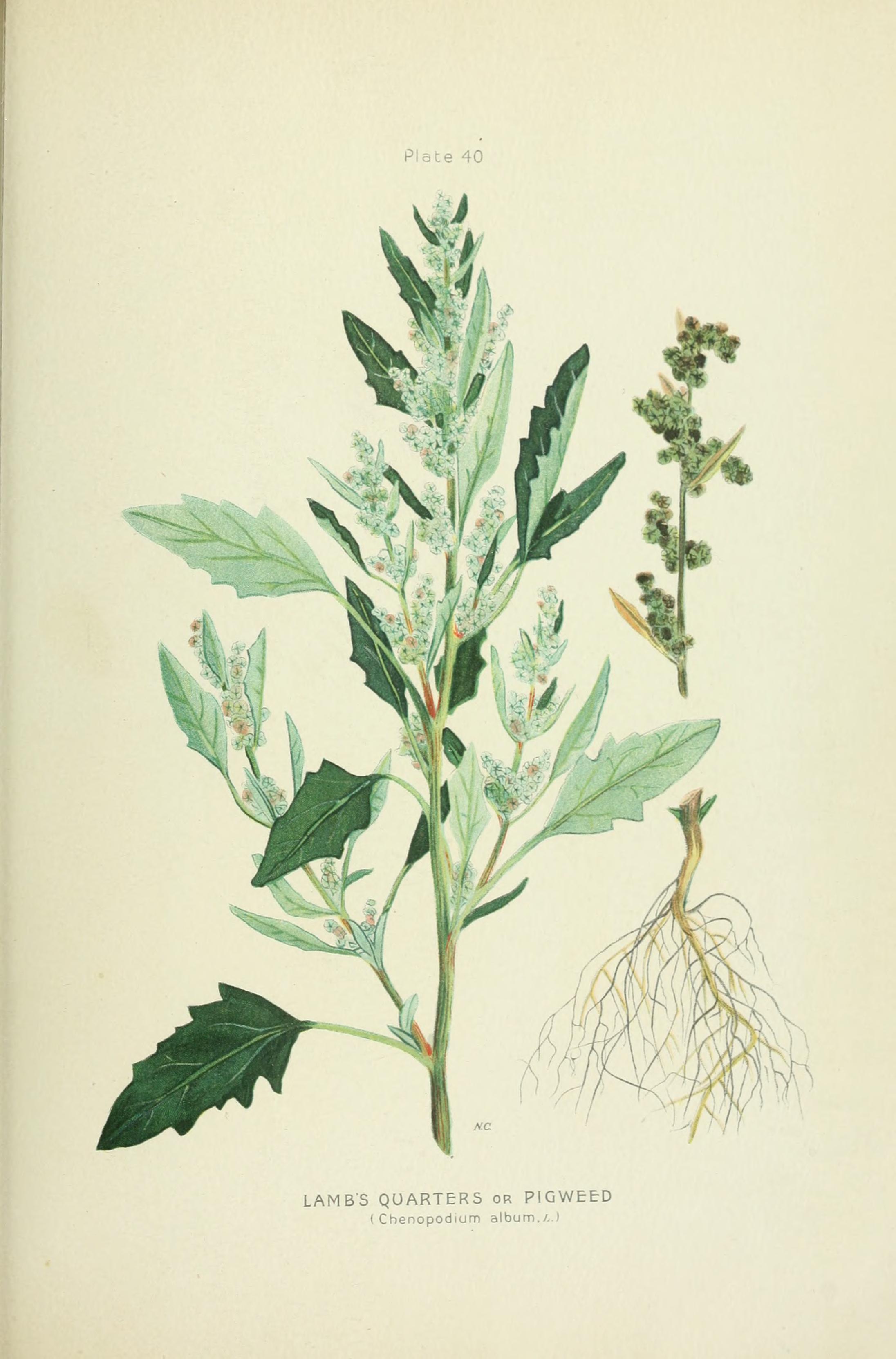 no full size  illustration available (3a)