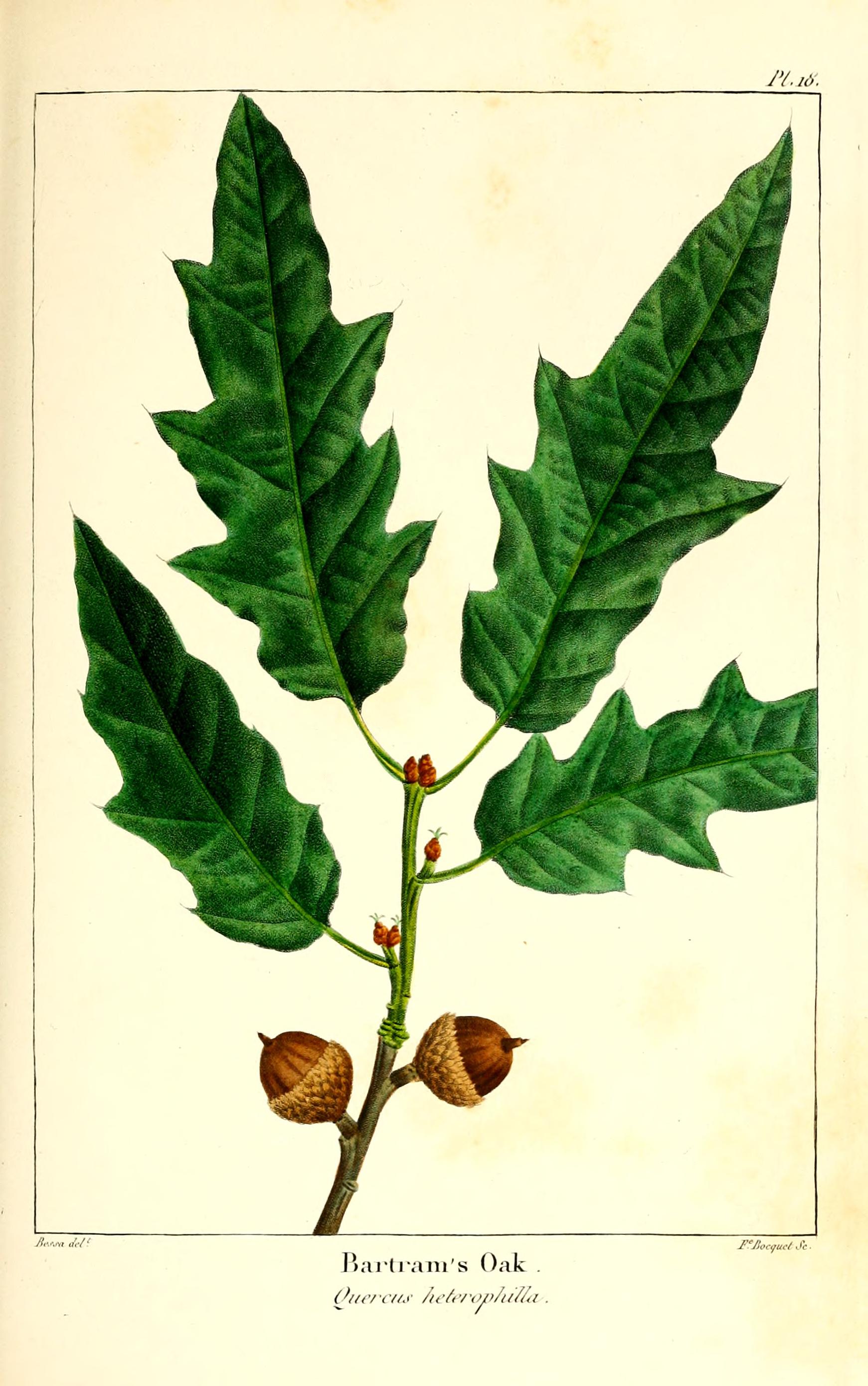 no full size  illustration available (3a)