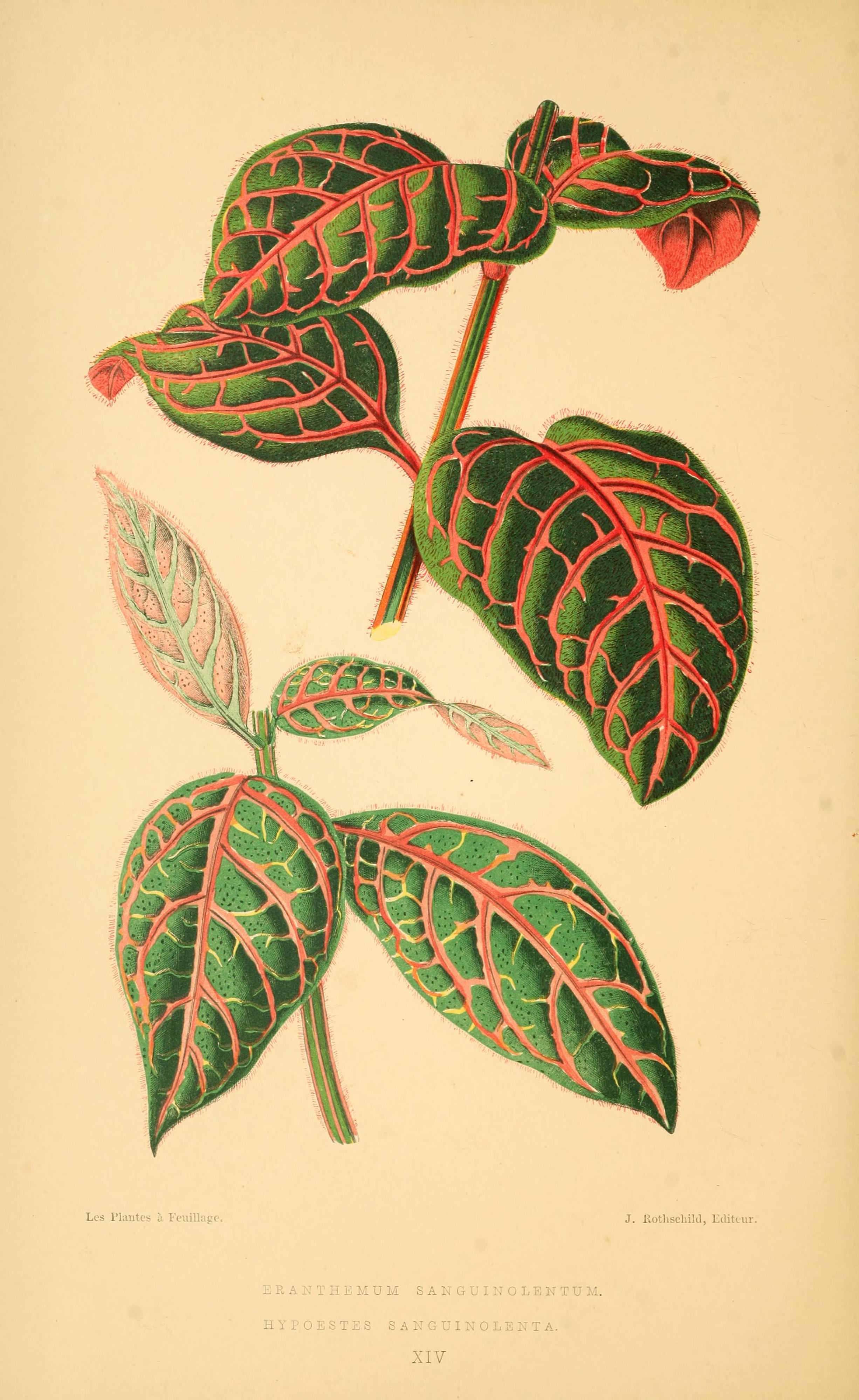 no full size  illustration available (3a)