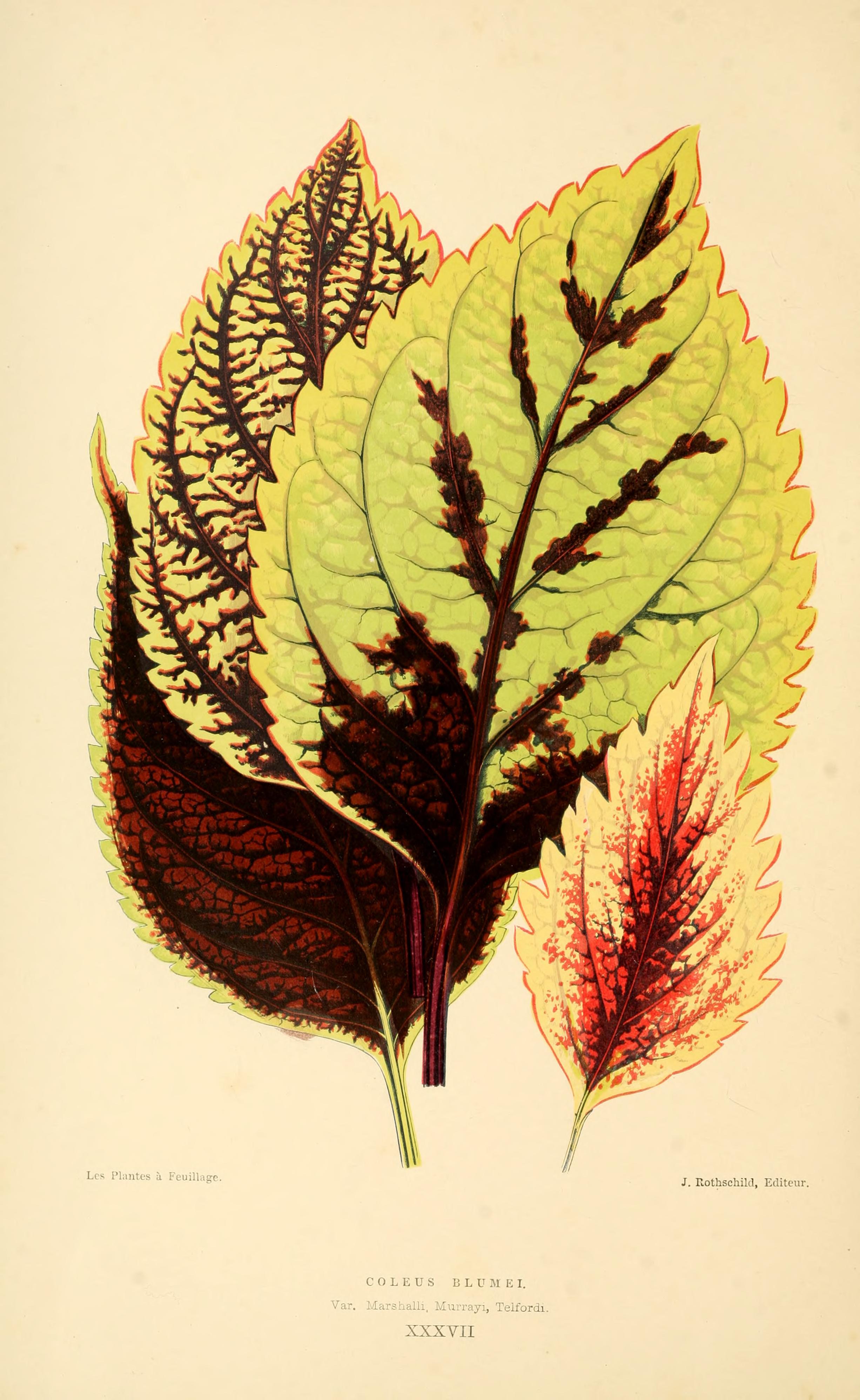 no full size  illustration available (3a)