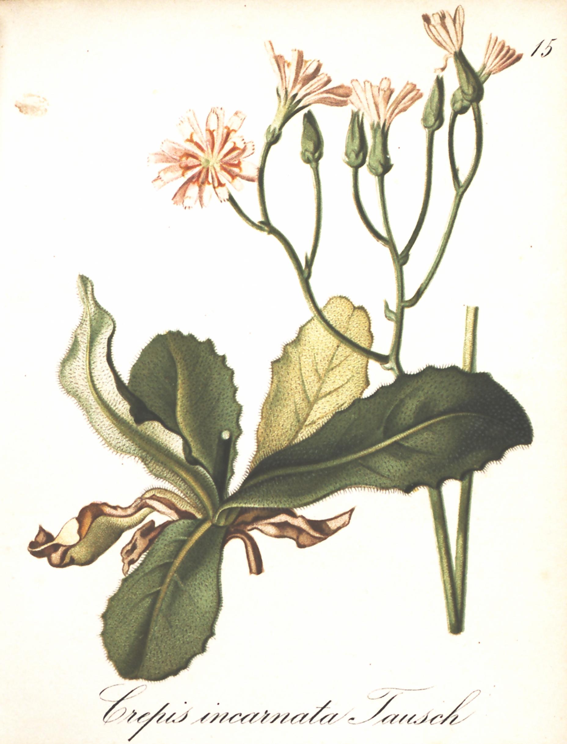 no full size  illustration available (3a)