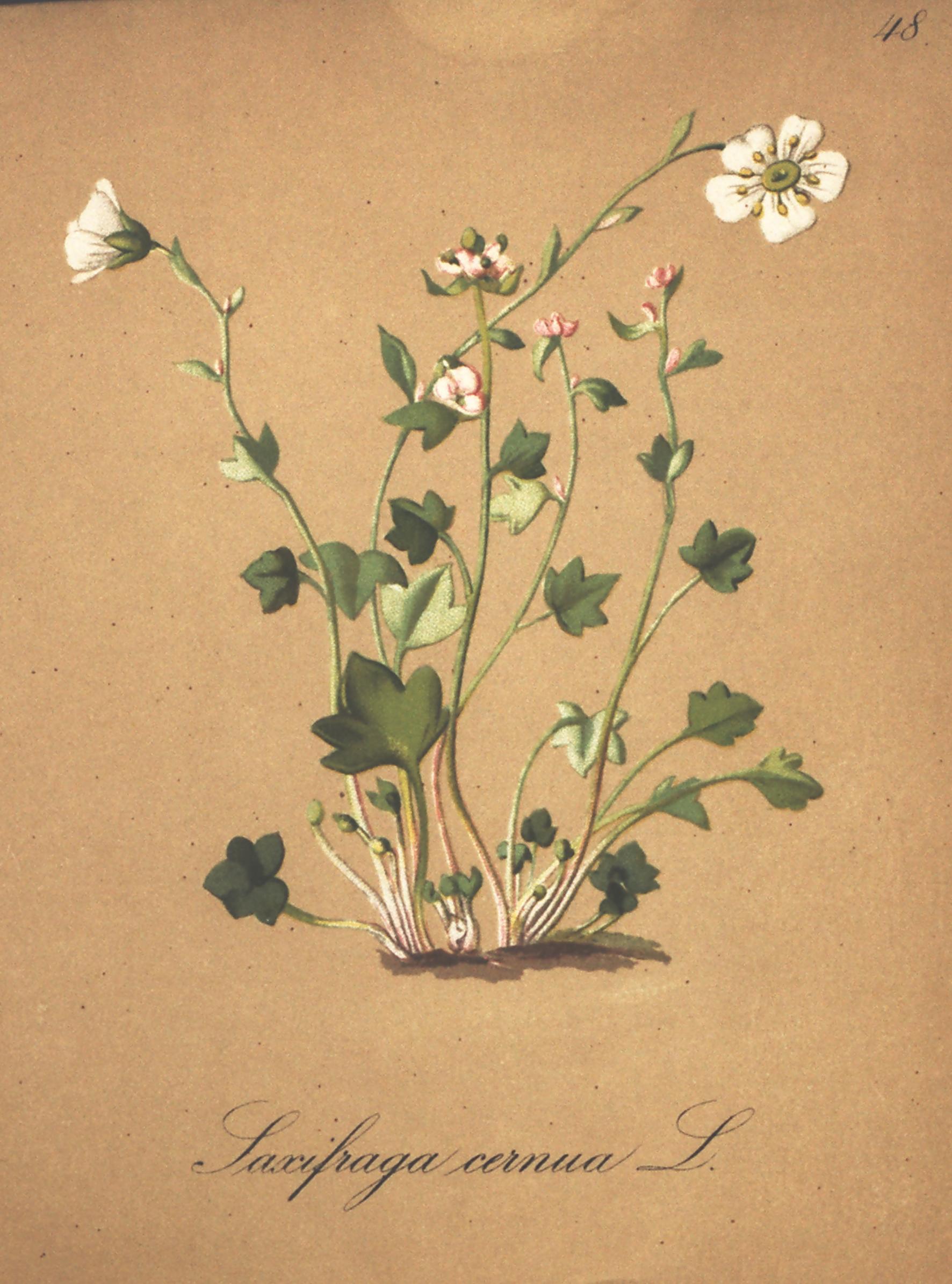 no full size  illustration available (3a)