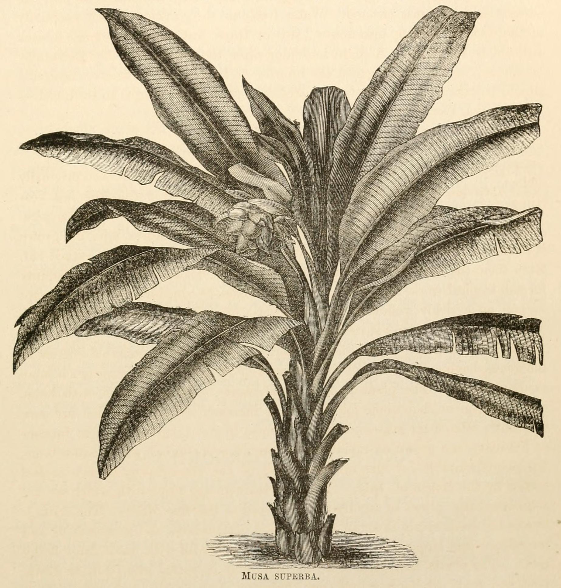 no full size  illustration available (3a)